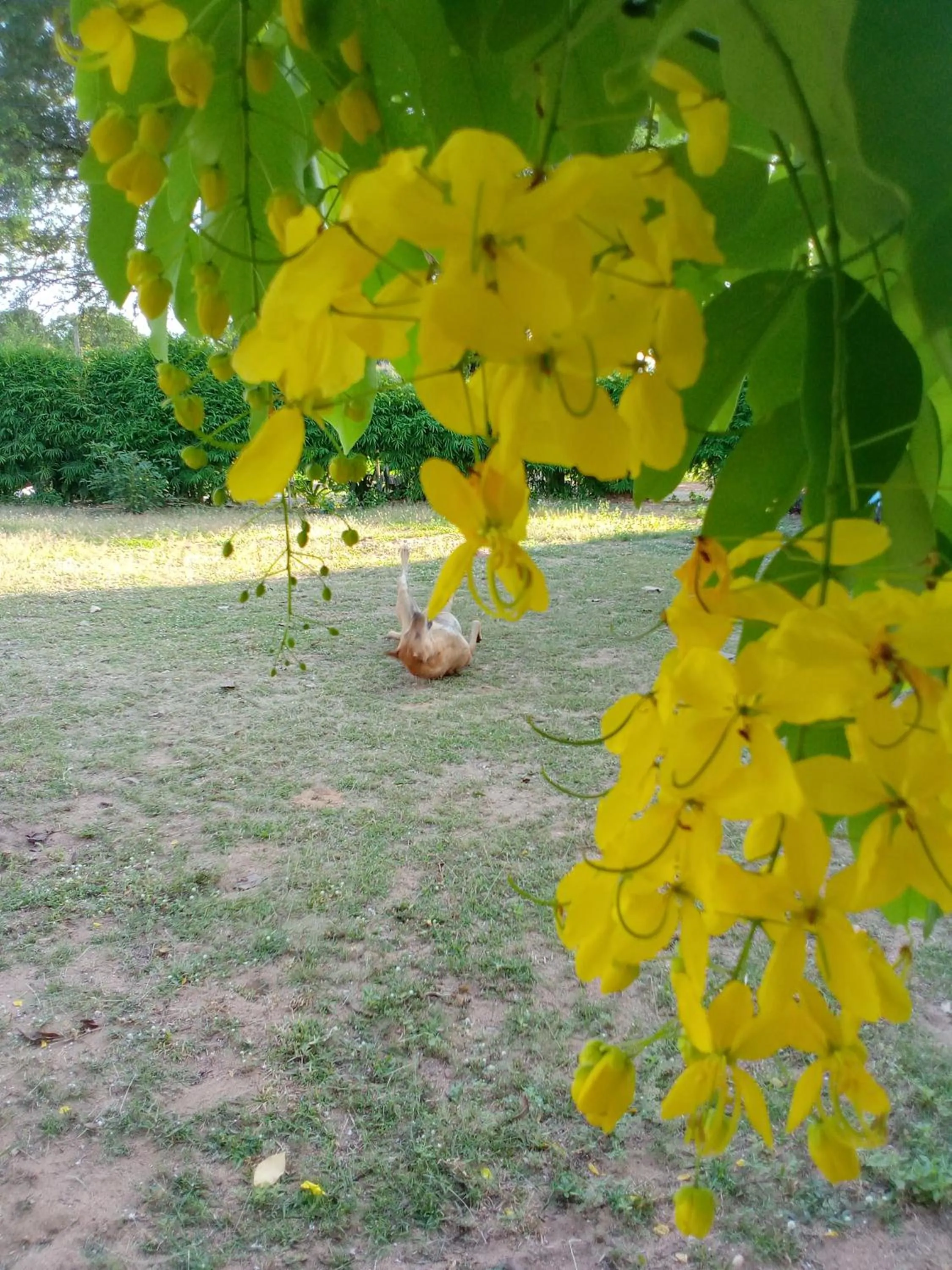 Miss You Beach Resort Koh Mak