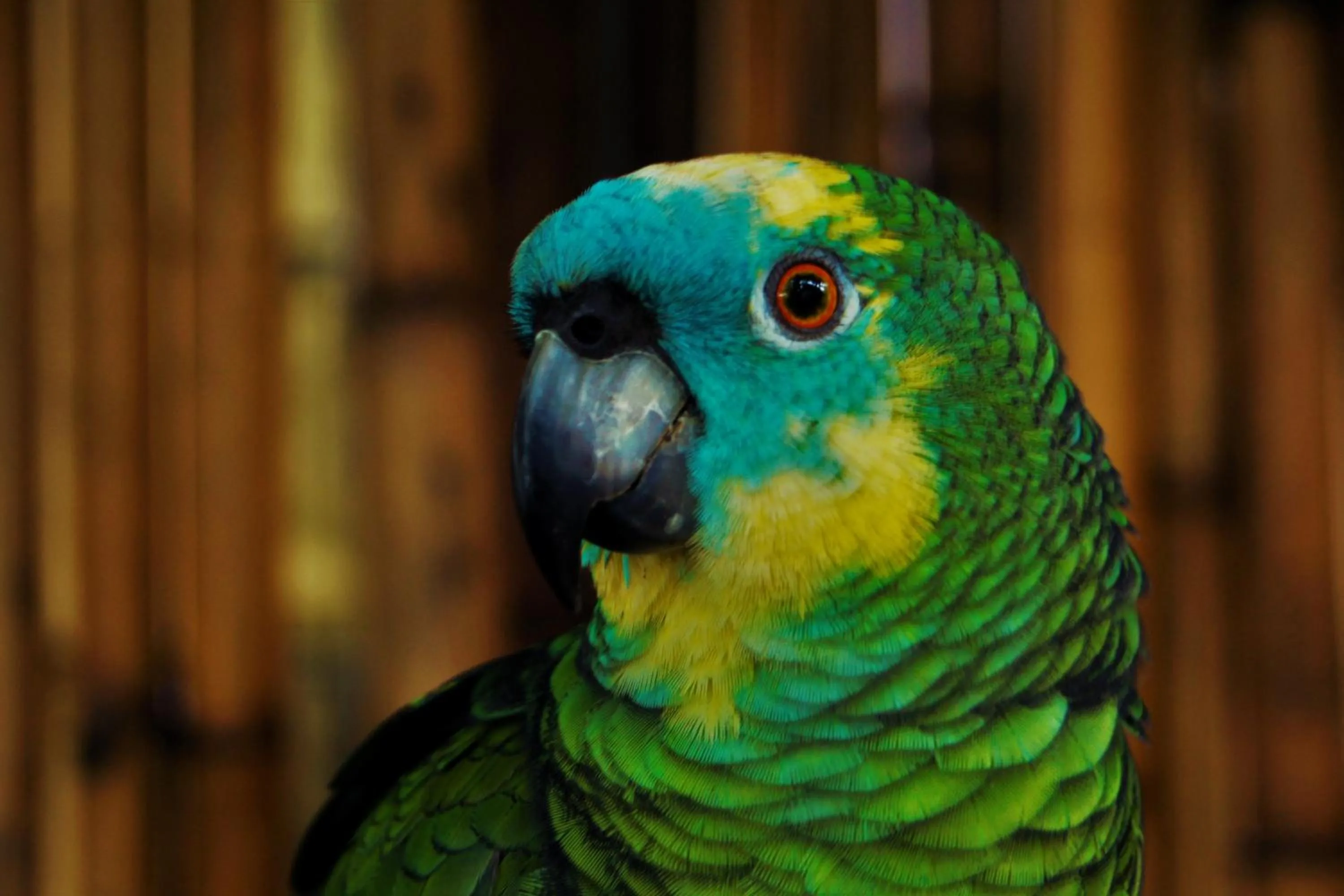 Pets in Lutwala Bungalows and Private Villa