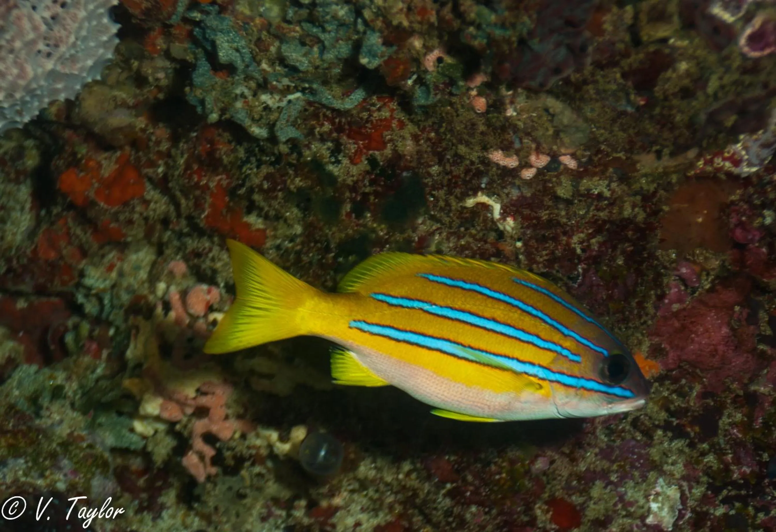 Snorkeling in Lutwala Bungalows and Private Villa