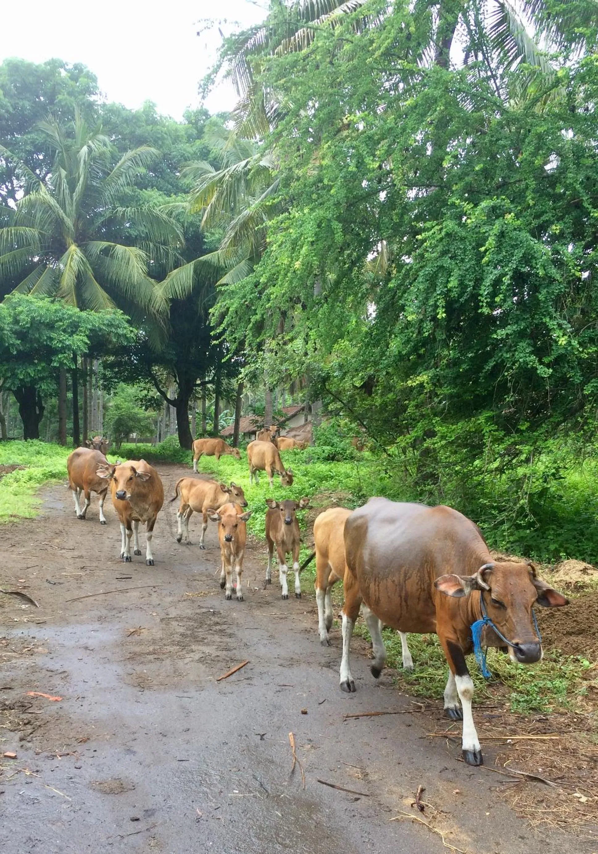 Animals in Lutwala Bungalows and Private Villa