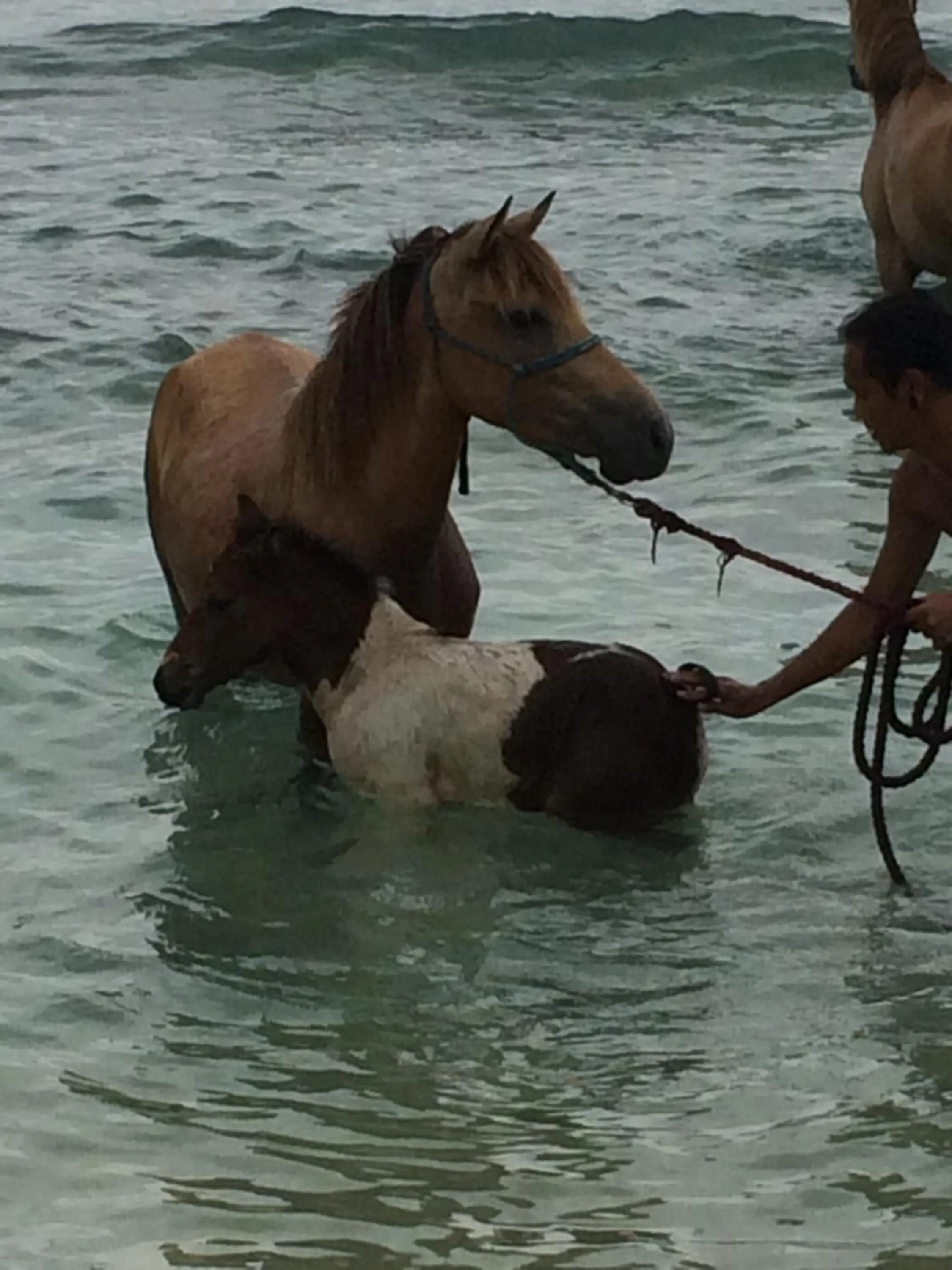 Animals in Lutwala Bungalows and Private Villa