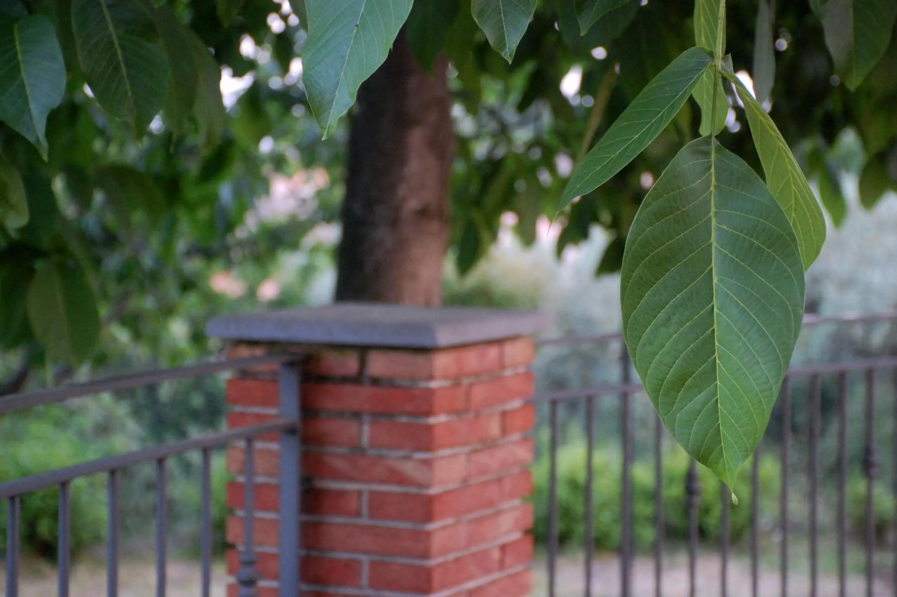 Garden in Casa Farlazzo