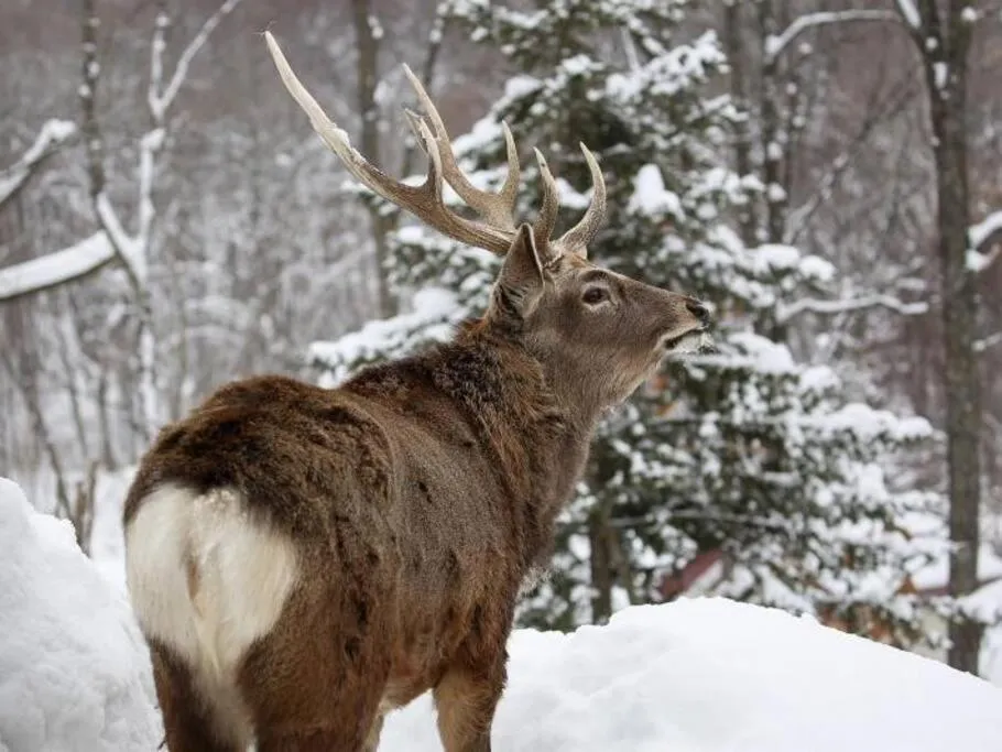 Off site in GUESTHOUSE CHIYOGAOKA