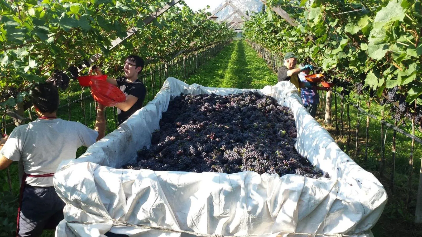 Summer in Residence La Colombera