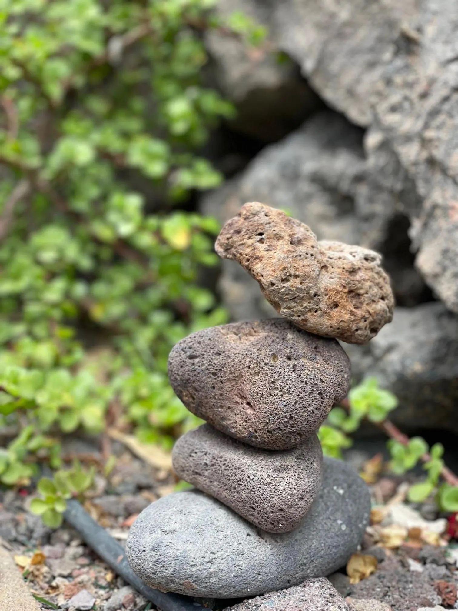 Garden in Apartamentos Los Tarajales