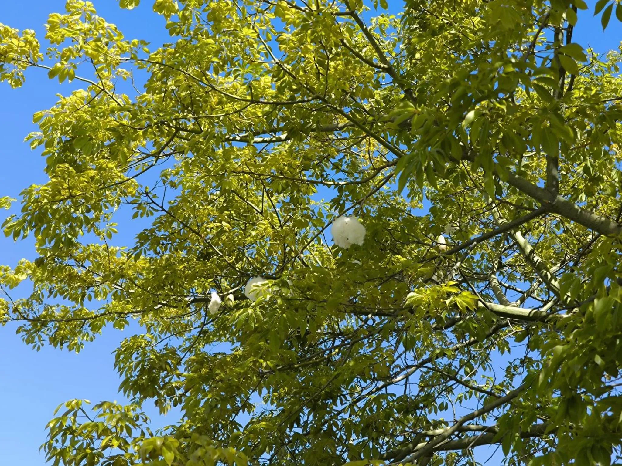 Spring in Stella del mare Apartments