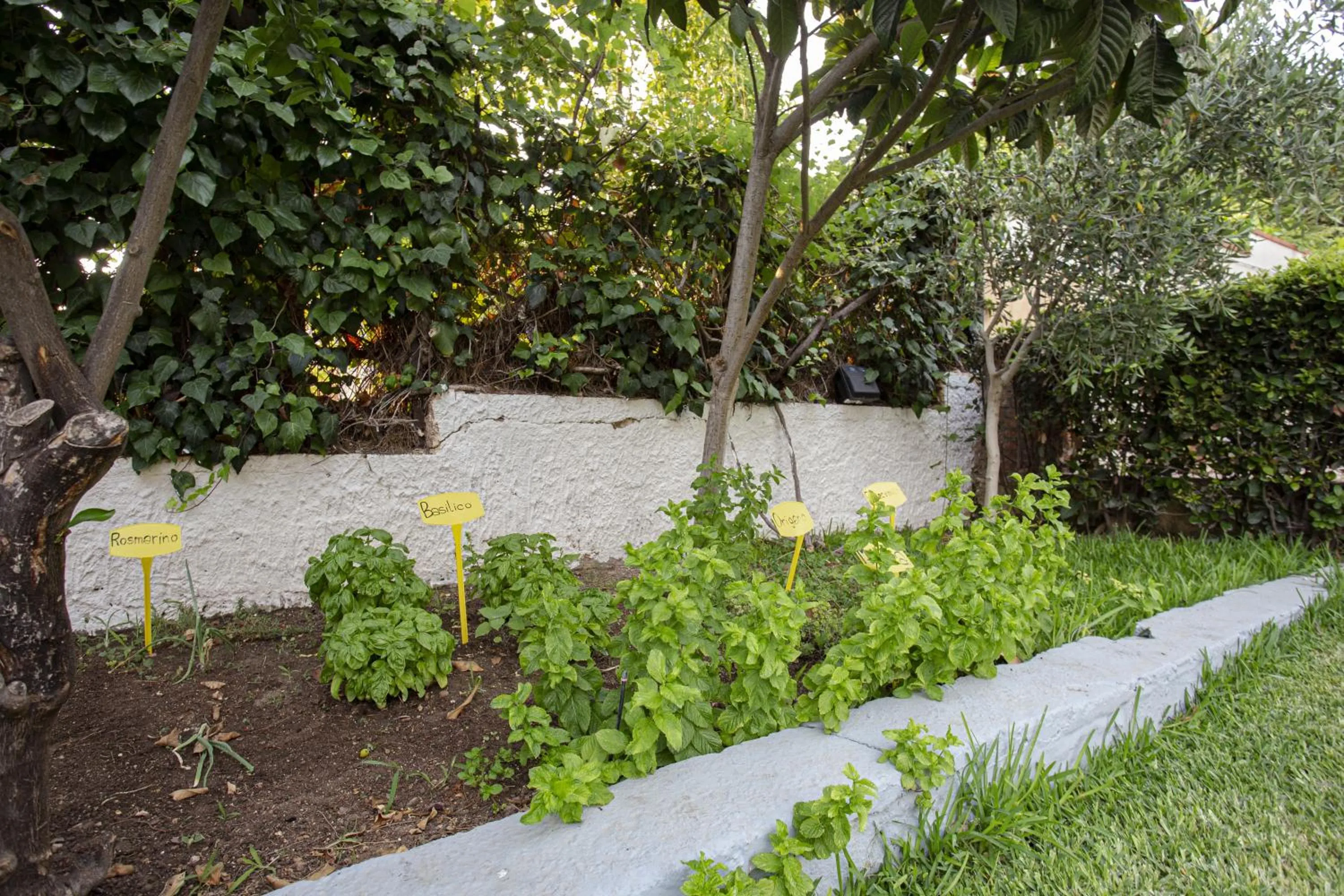 Garden view in Stella del mare Apartments