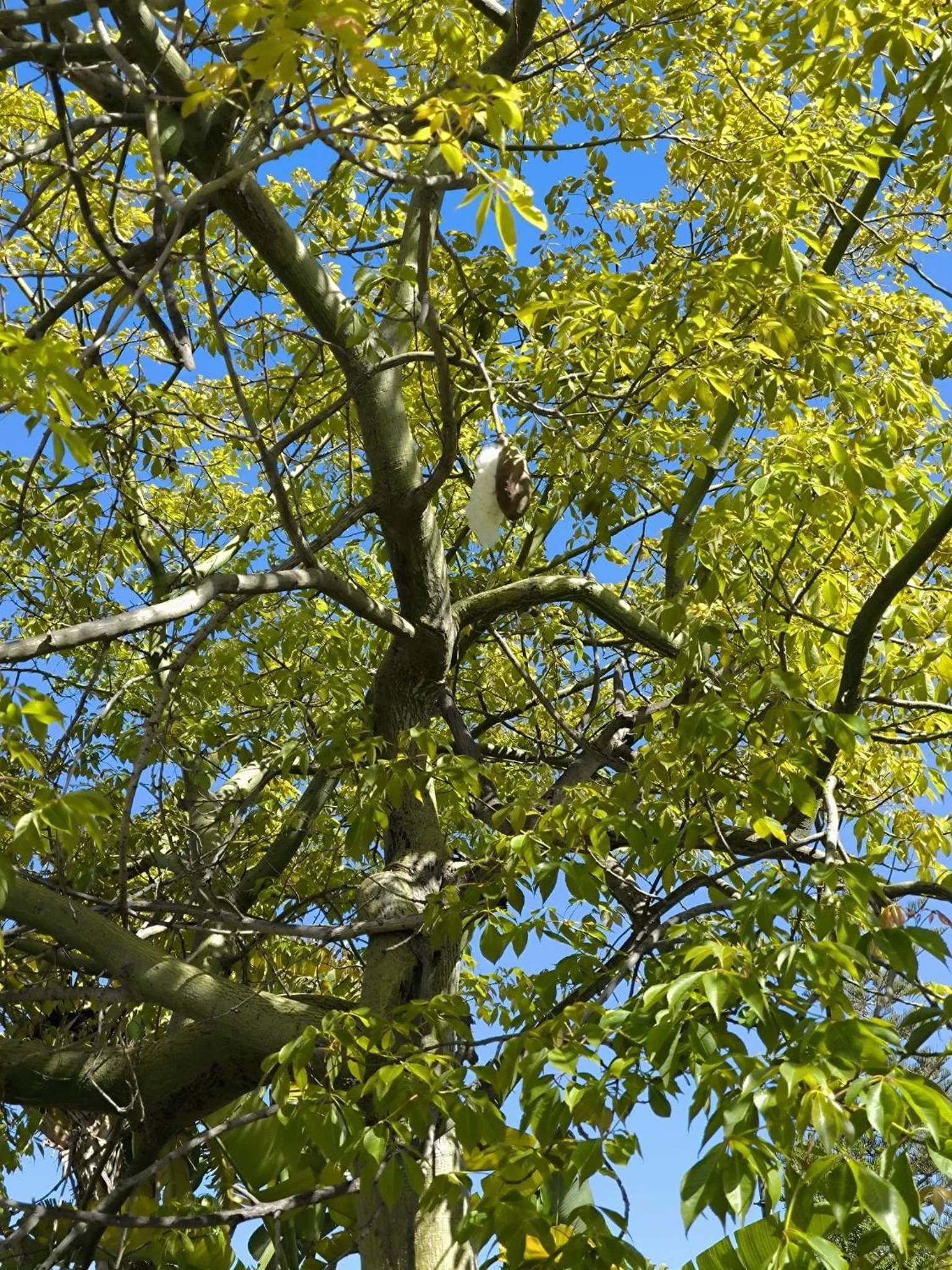 Spring in Stella del mare Apartments