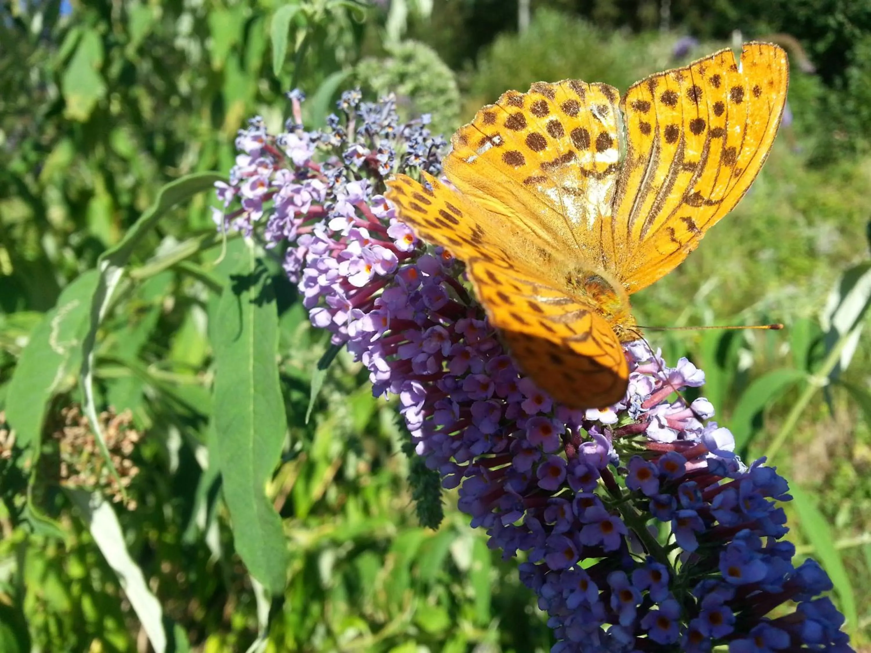 Summer in Agriturismo Al Marnich