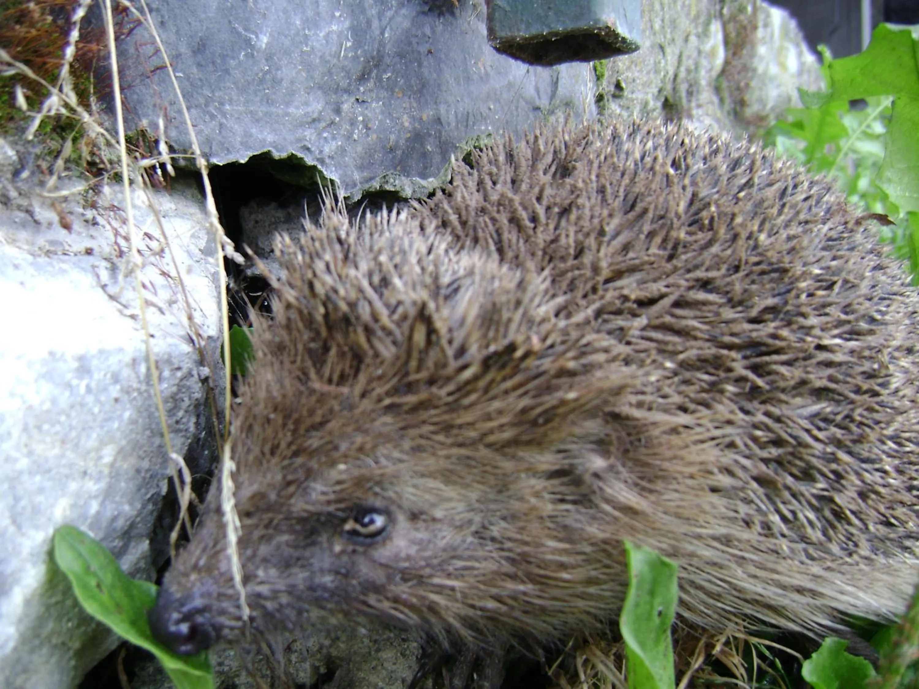 Garden in Agriturismo Al Marnich