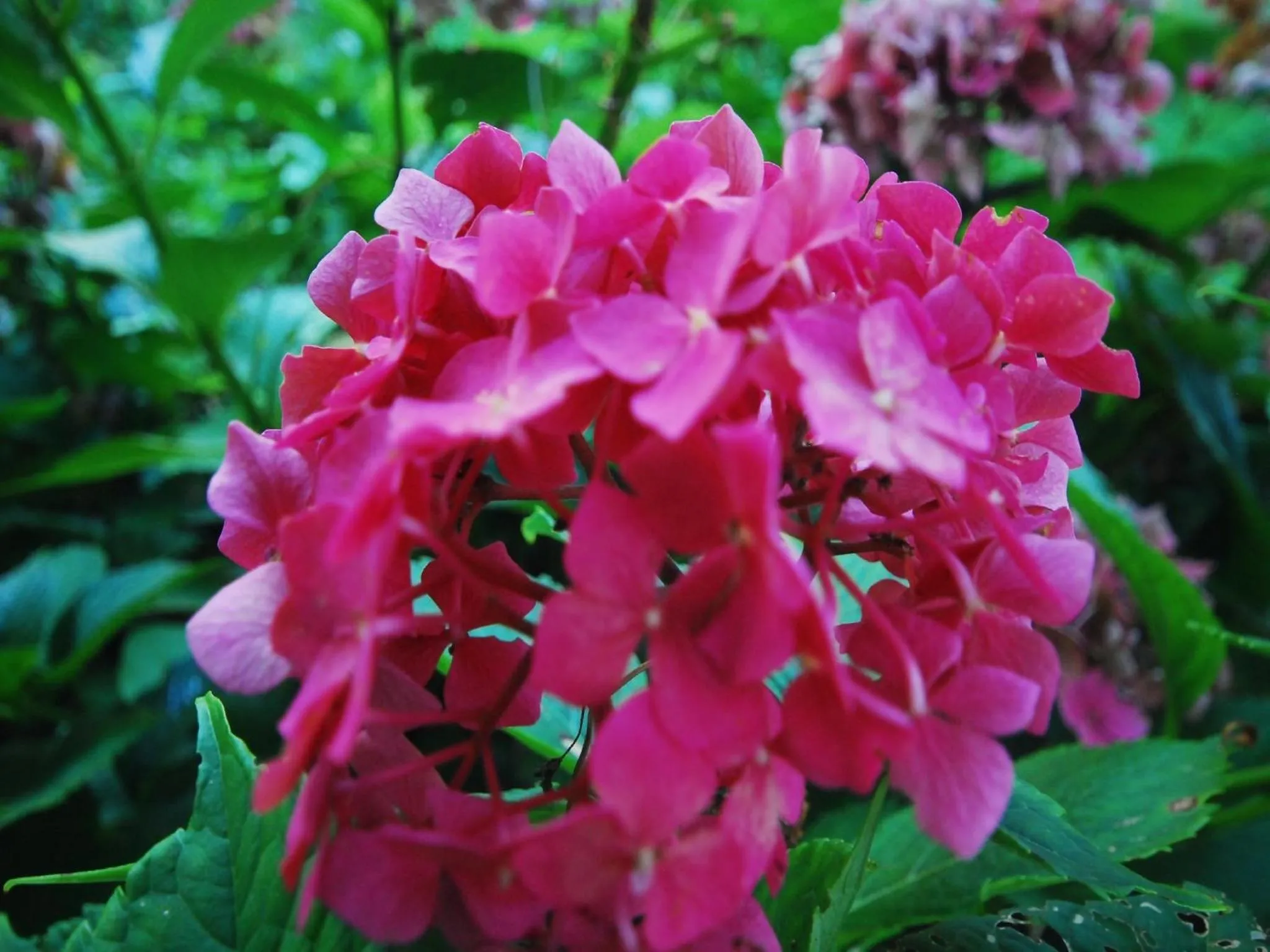 Garden view in Agriturismo Al Marnich