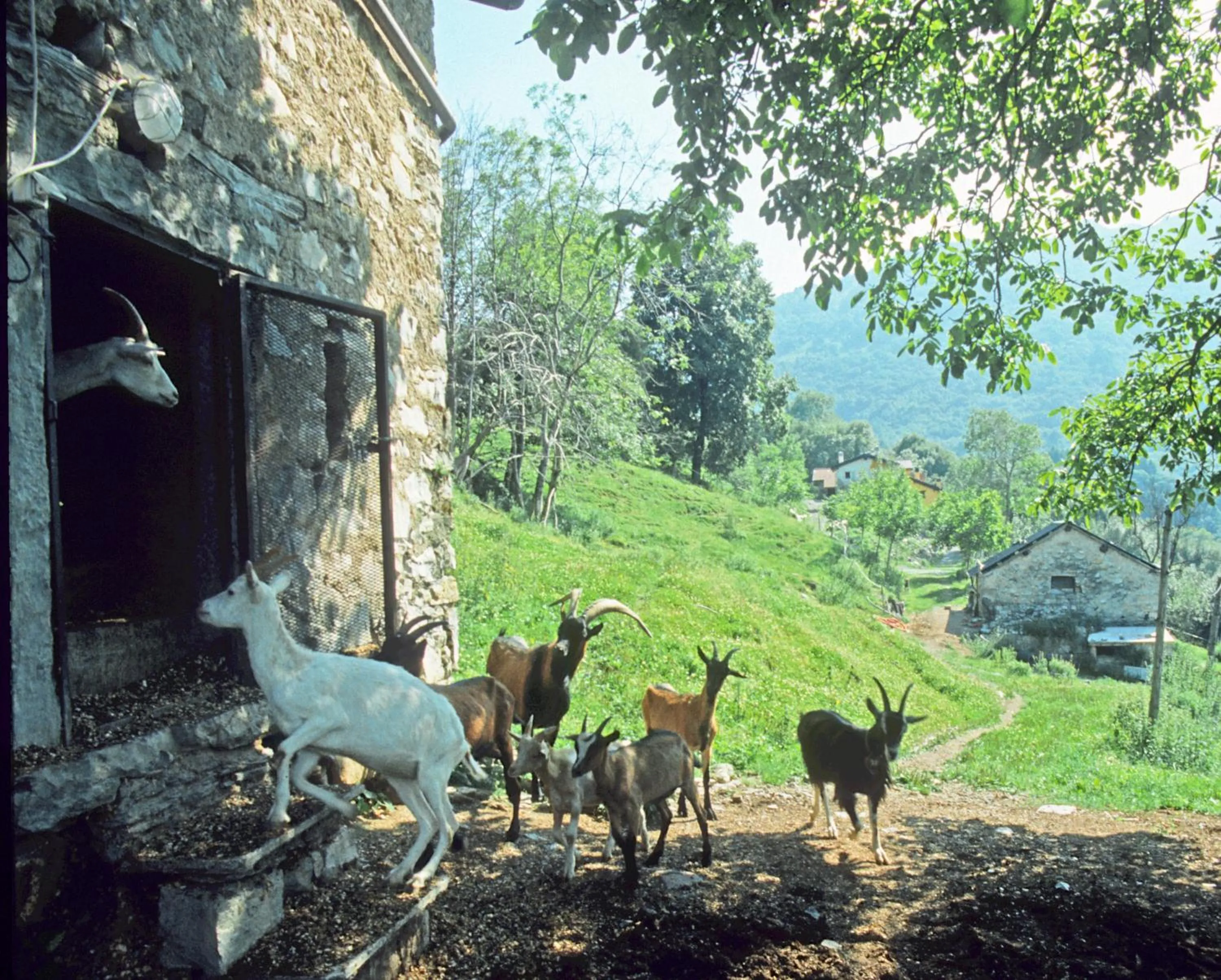 Agriturismo Al Marnich