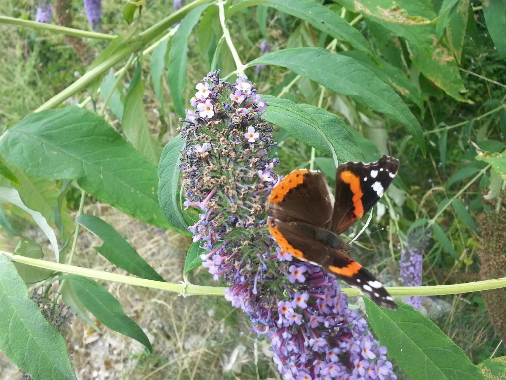 Animals in Agriturismo Al Marnich