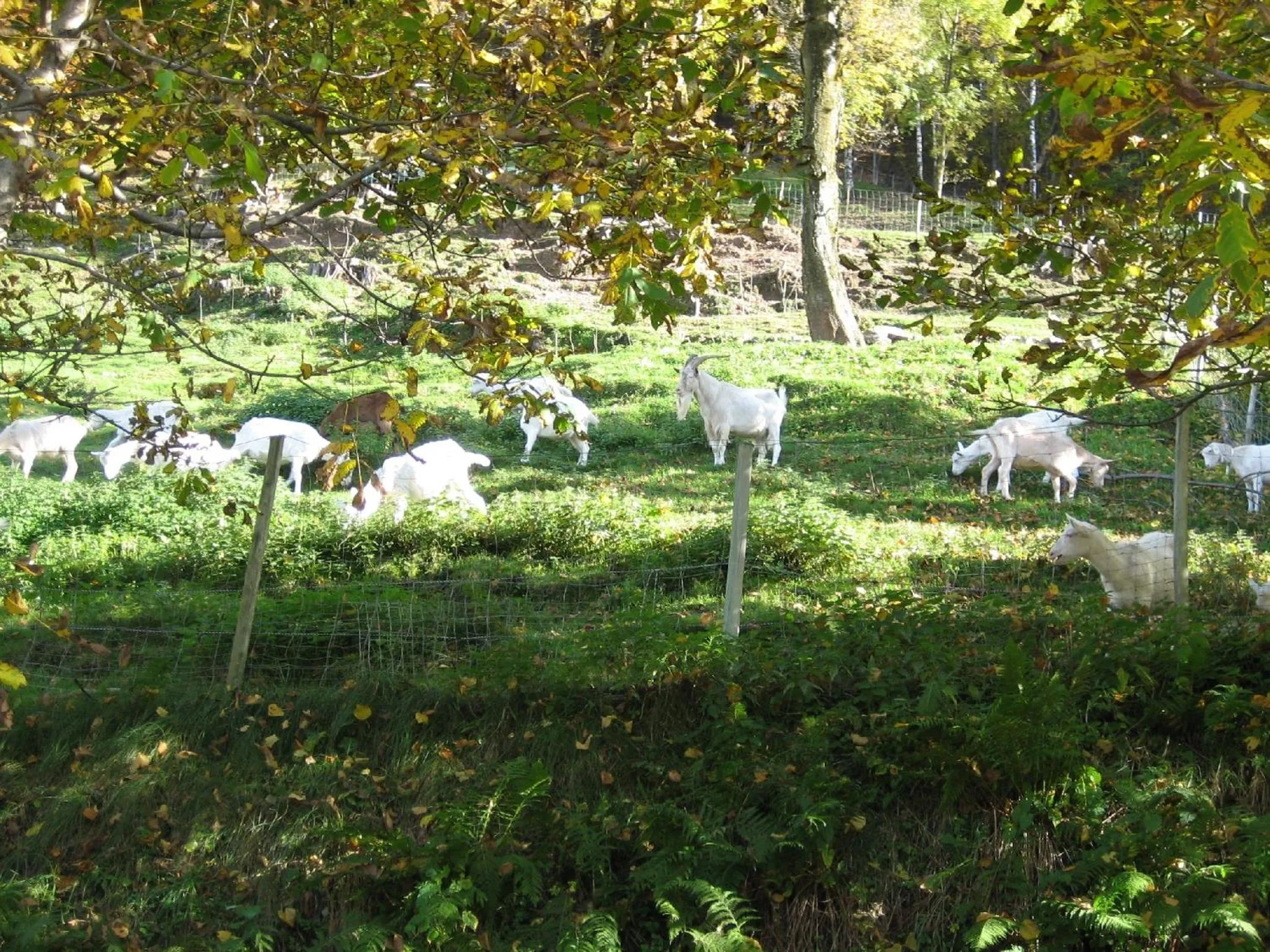 Other in Agriturismo Al Marnich