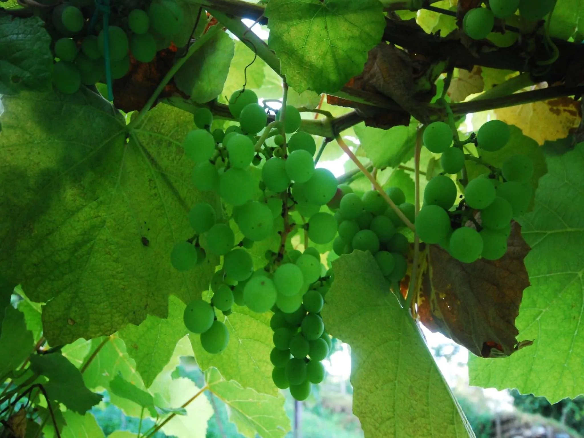 Garden in Agriturismo Al Marnich