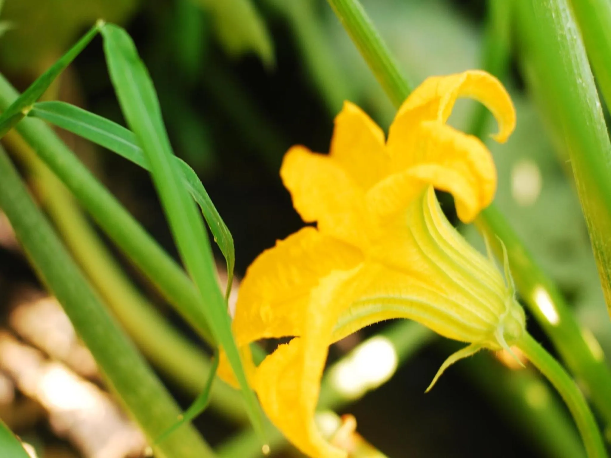 Garden in Agriturismo Al Marnich