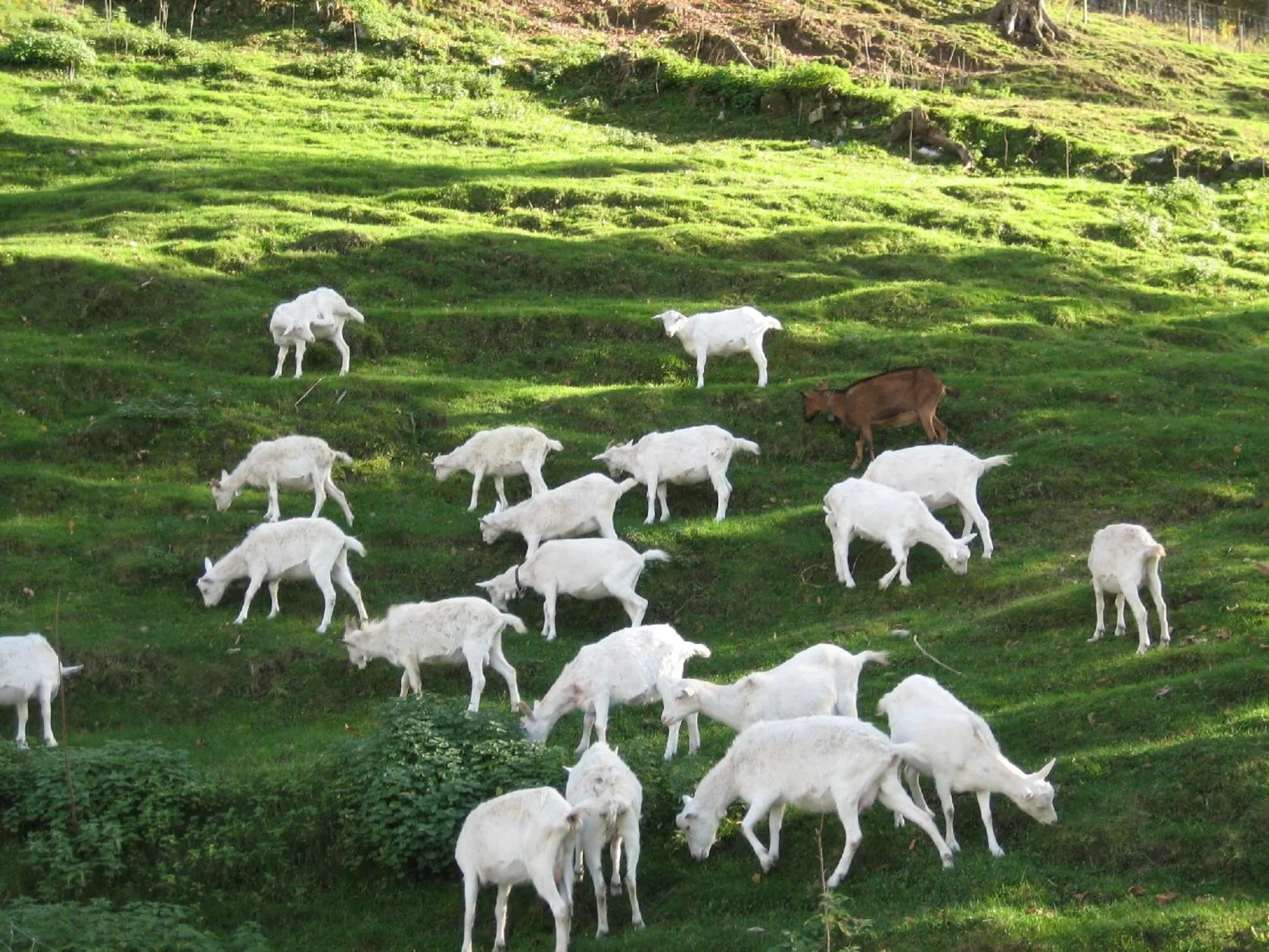 Other in Agriturismo Al Marnich
