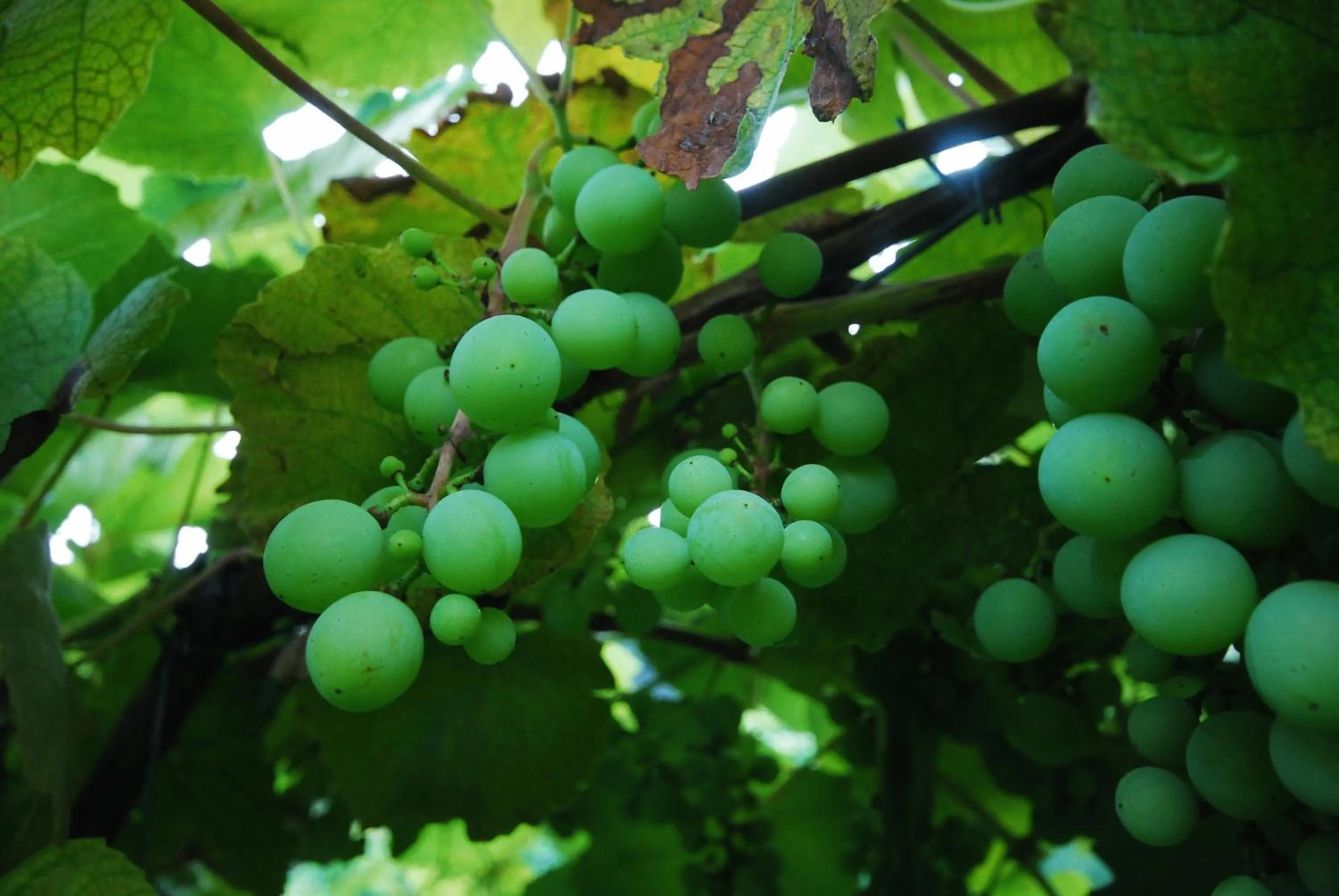 Area and facilities in Agriturismo Al Marnich