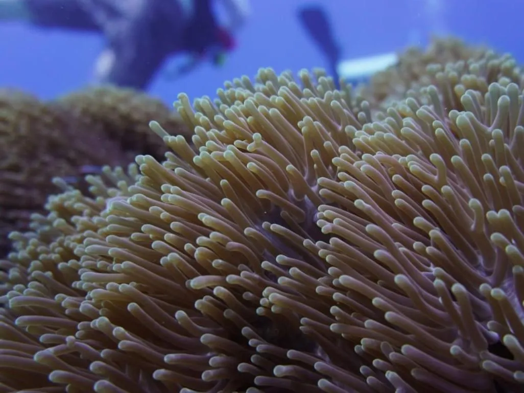 The Sagara Penida Nusa Penida