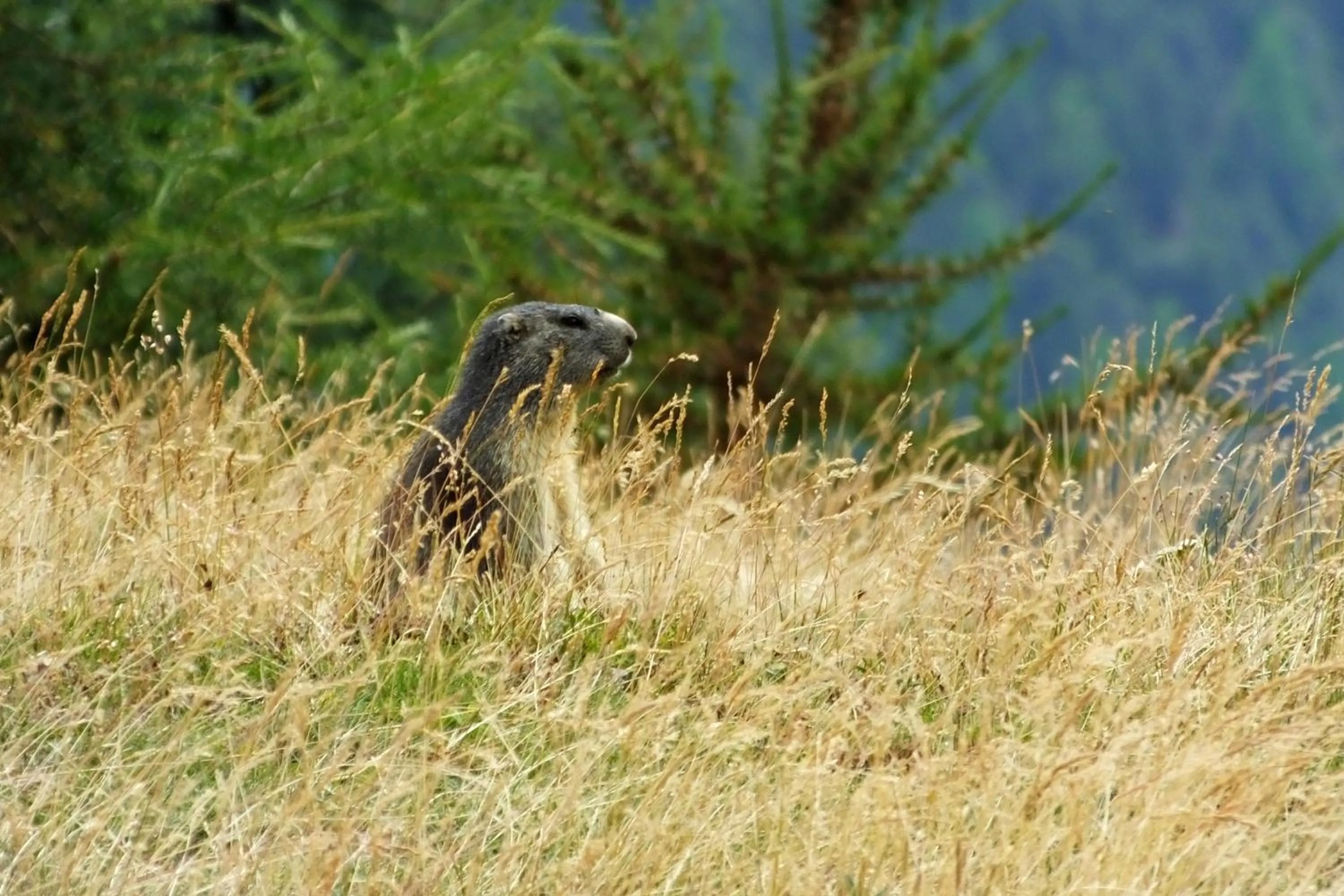 Animals in Gîte Chalet La Vie Sauvage