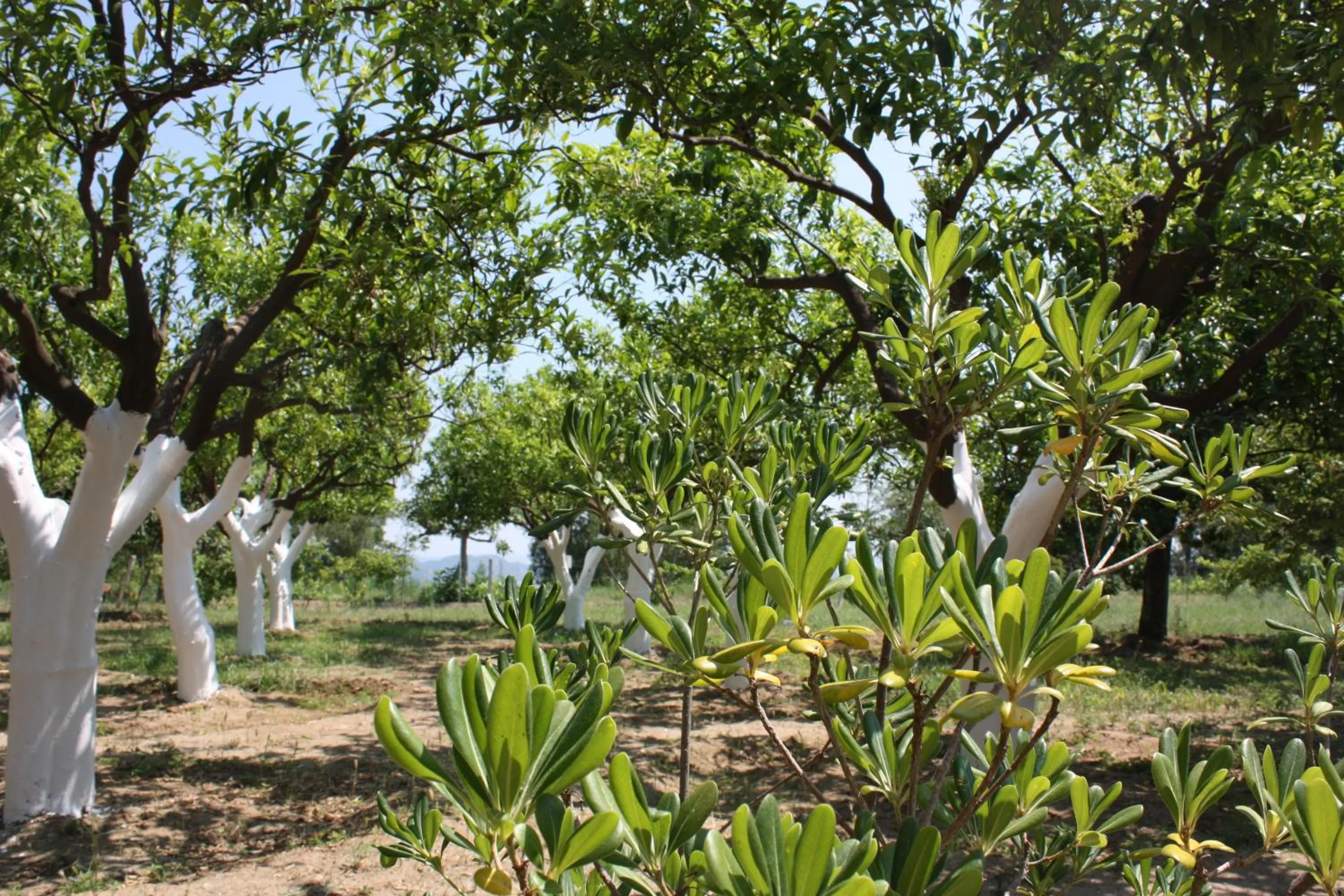Azienda Agrituristica Le Puzelle
