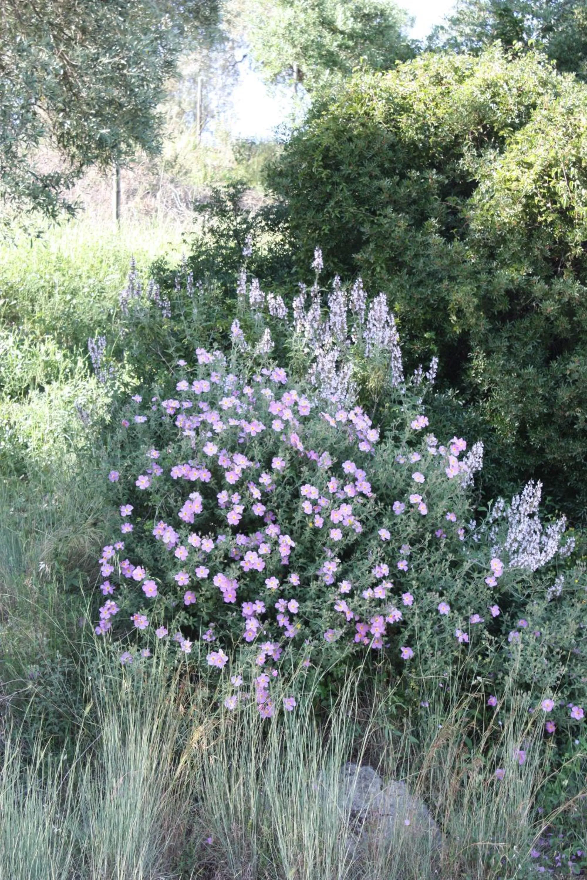Azienda Agrituristica Le Puzelle