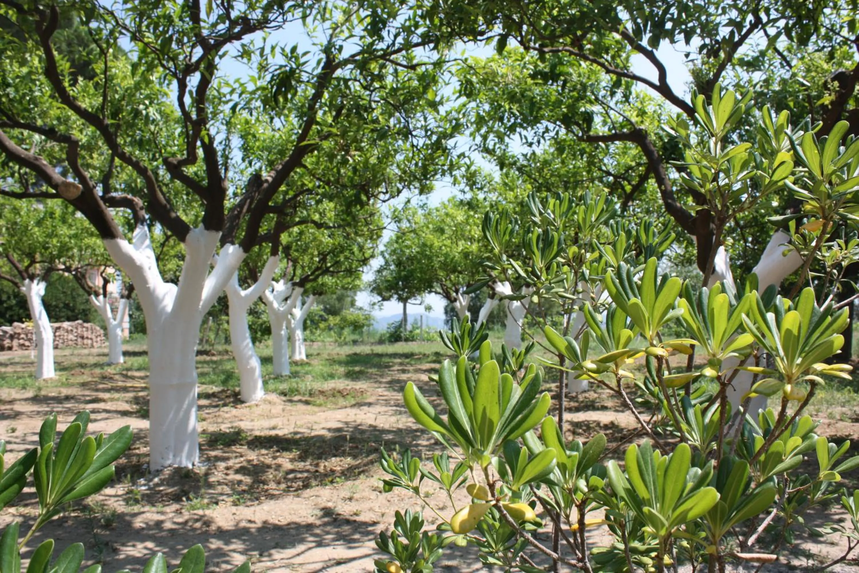 Azienda Agrituristica Le Puzelle