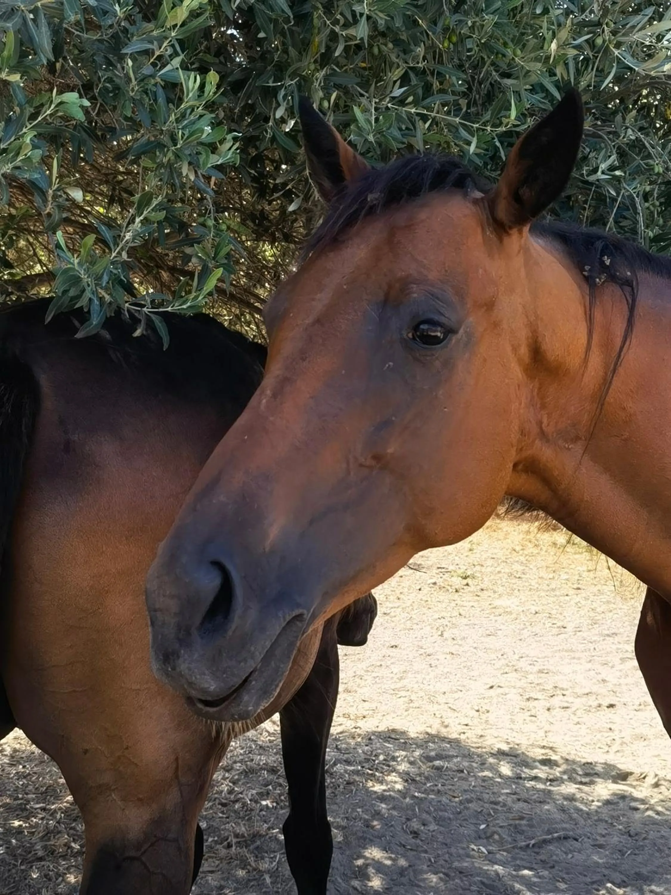 Natural landscape in La Corte degli Ulivi - Albergo Rurale