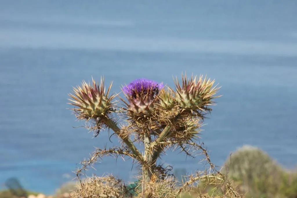 Area and facilities in Cupola Bianca Resort