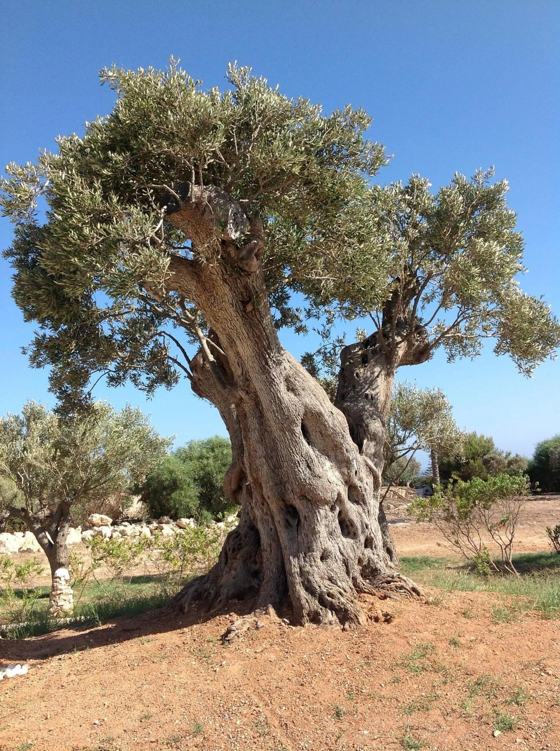 Garden in Cupola Bianca Resort