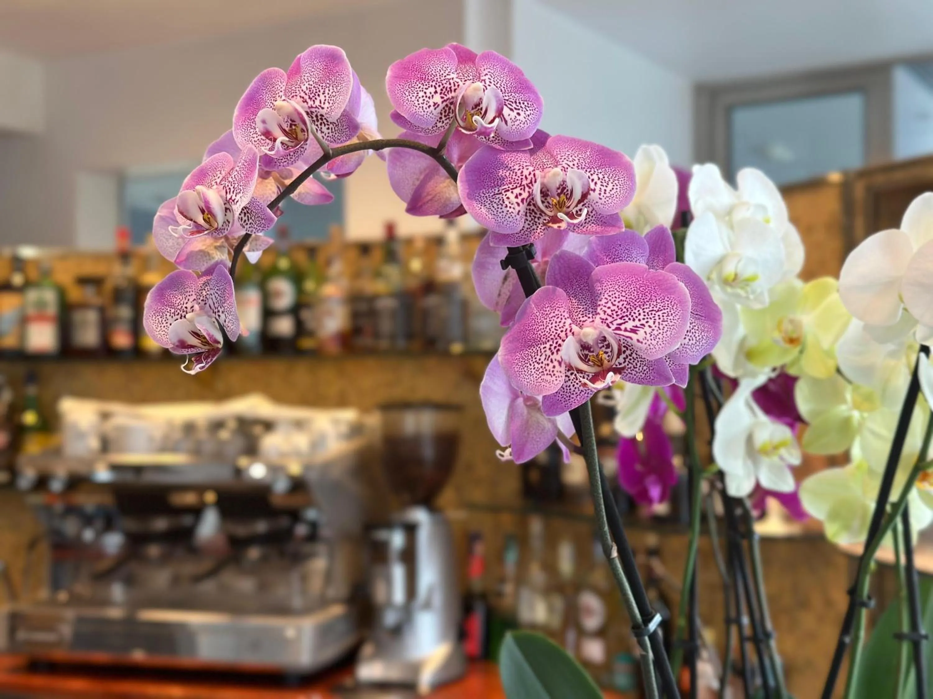 Lounge or bar in Club House Hotel