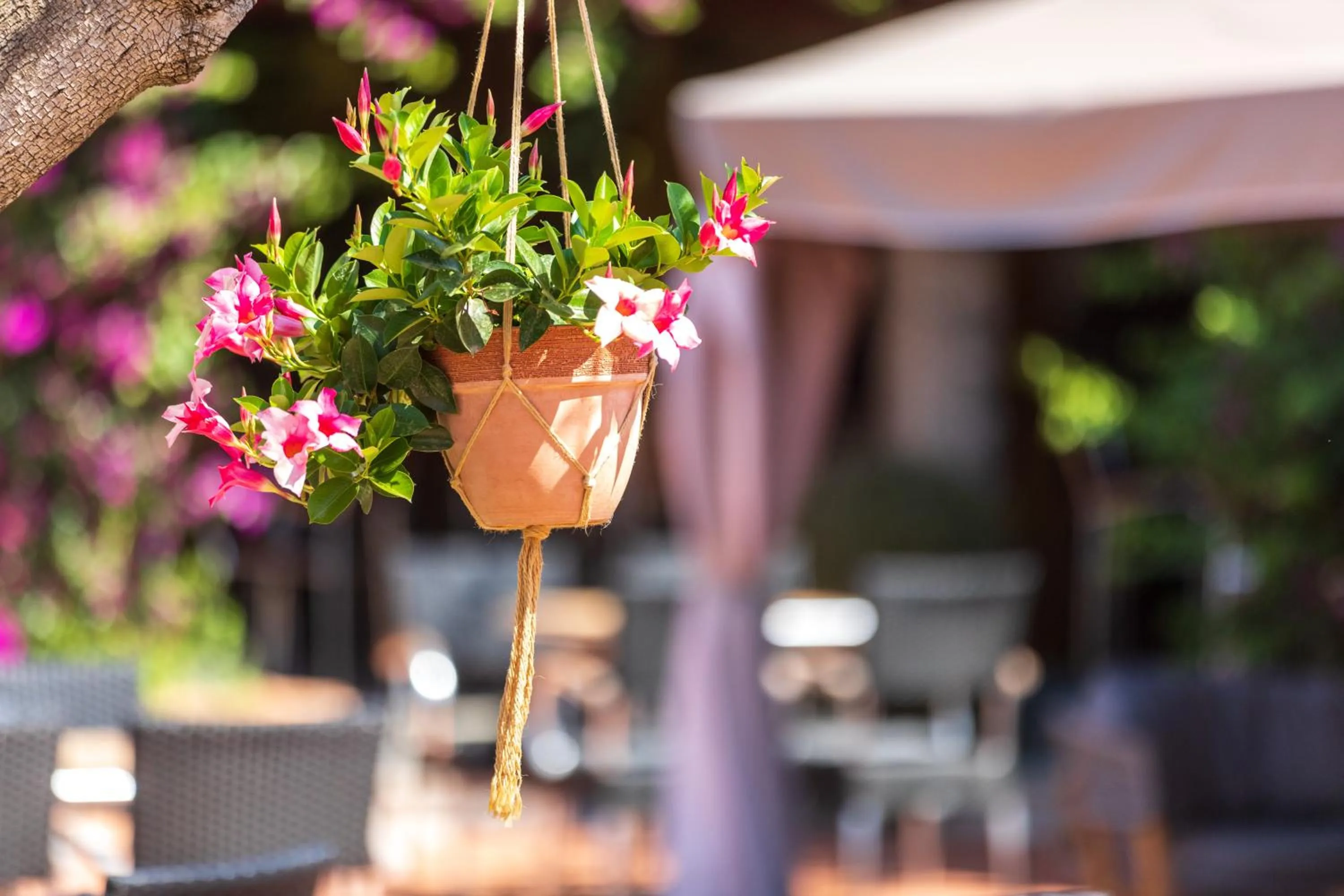 Garden in Hotel Club Saraceno - Bovis Hotels