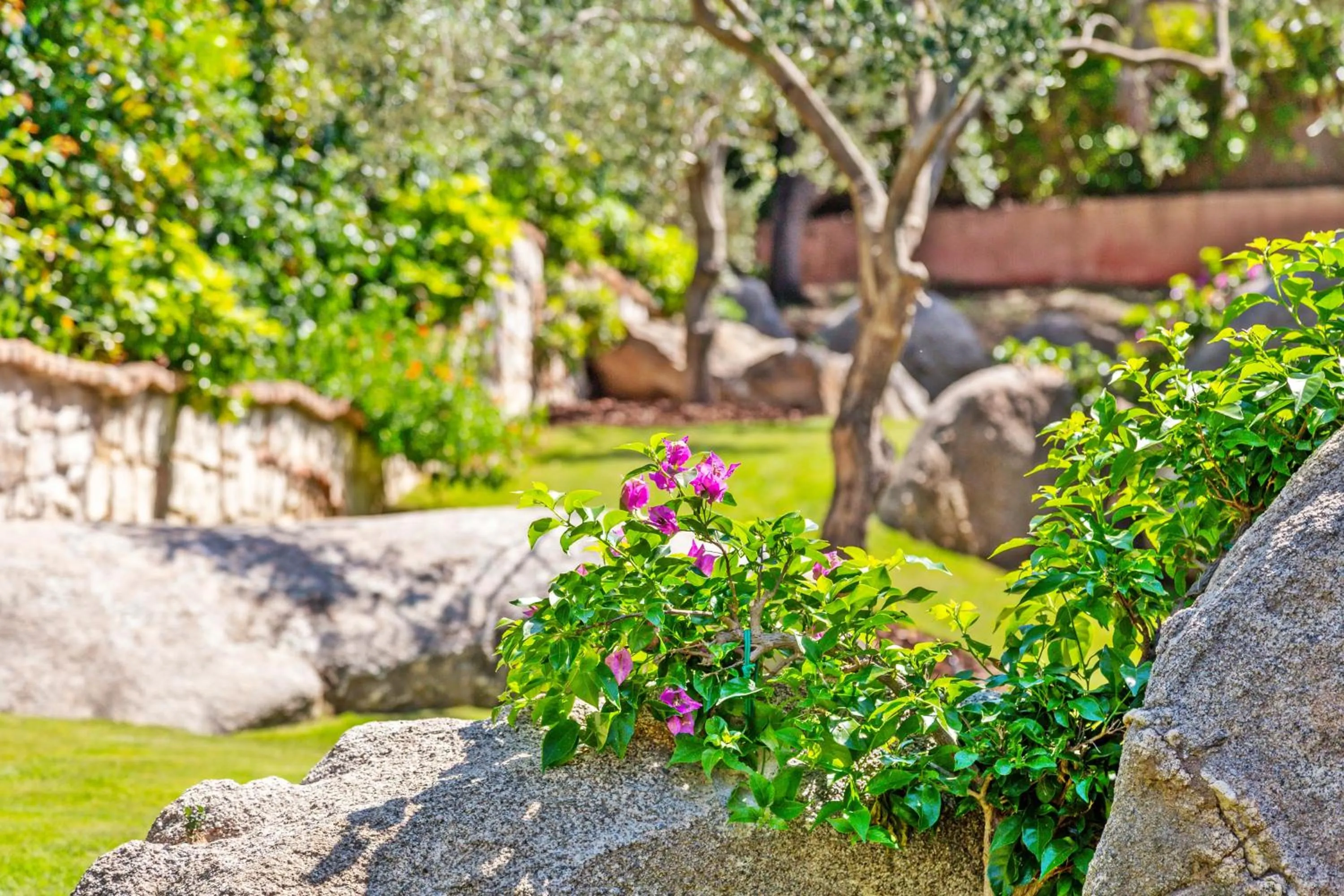 Garden in Hotel Club Saraceno - Bovis Hotels