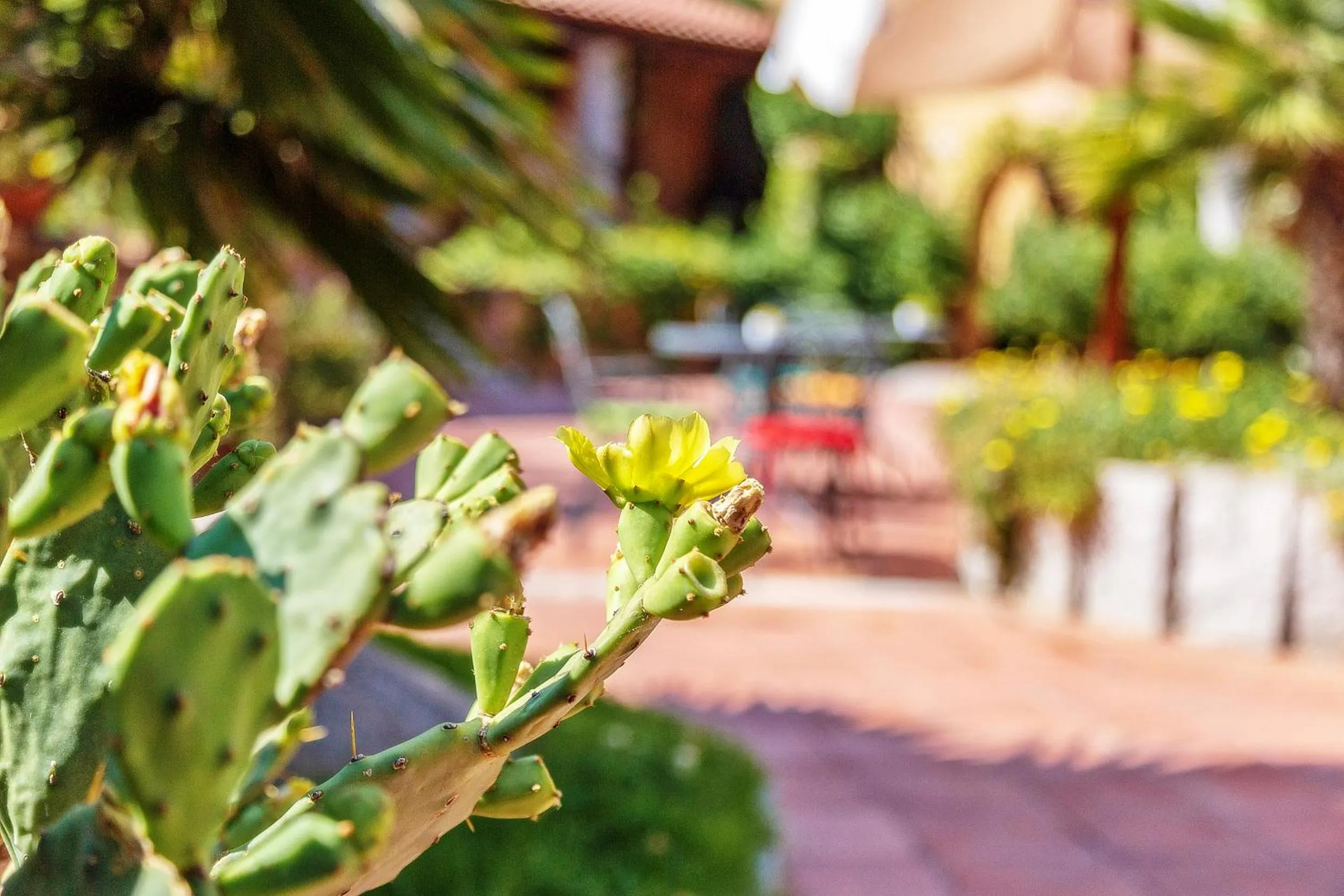 Garden in Hotel Club Saraceno - Bovis Hotels