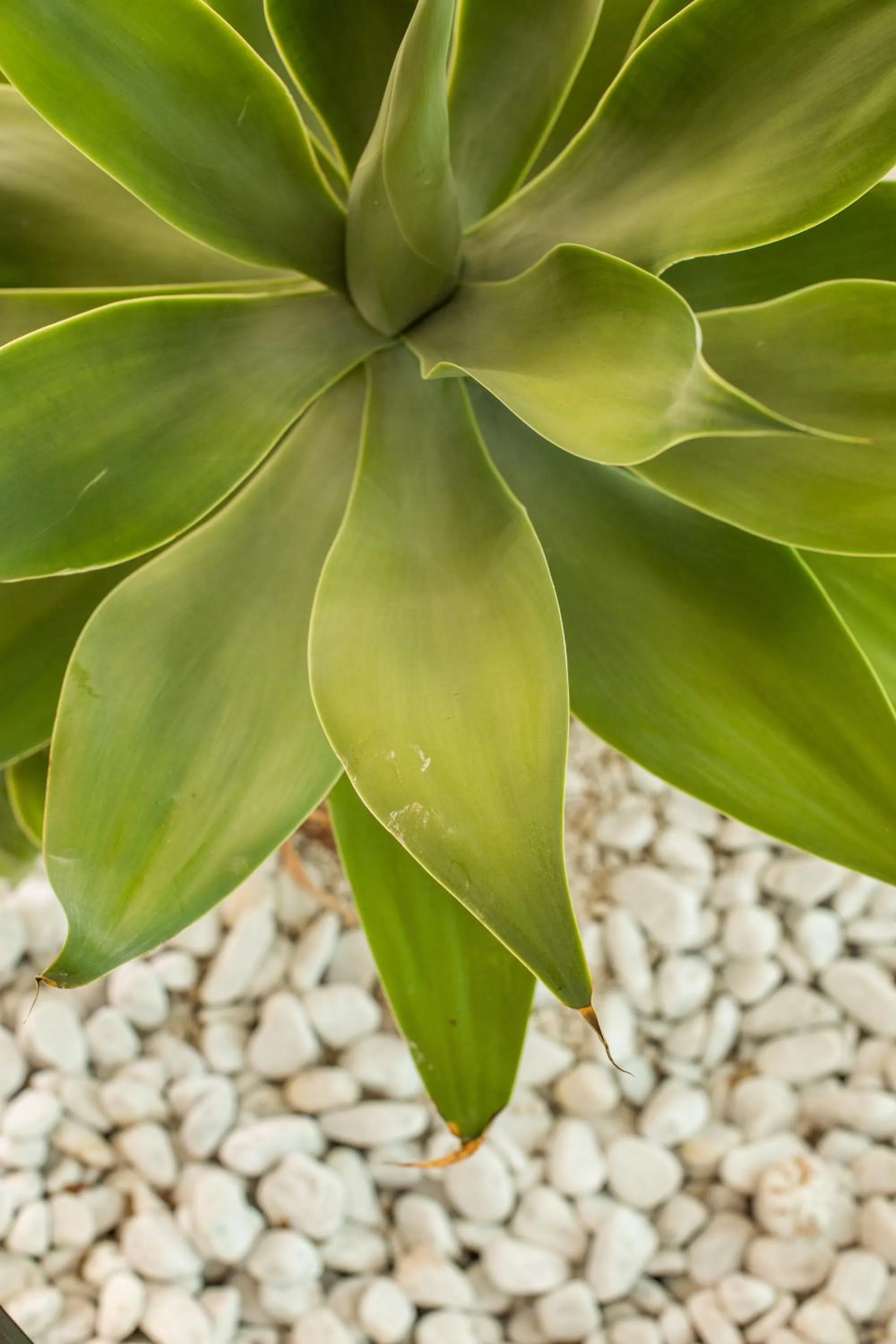 Decorative detail in Giardino Dei Pini - Boutique Hotel