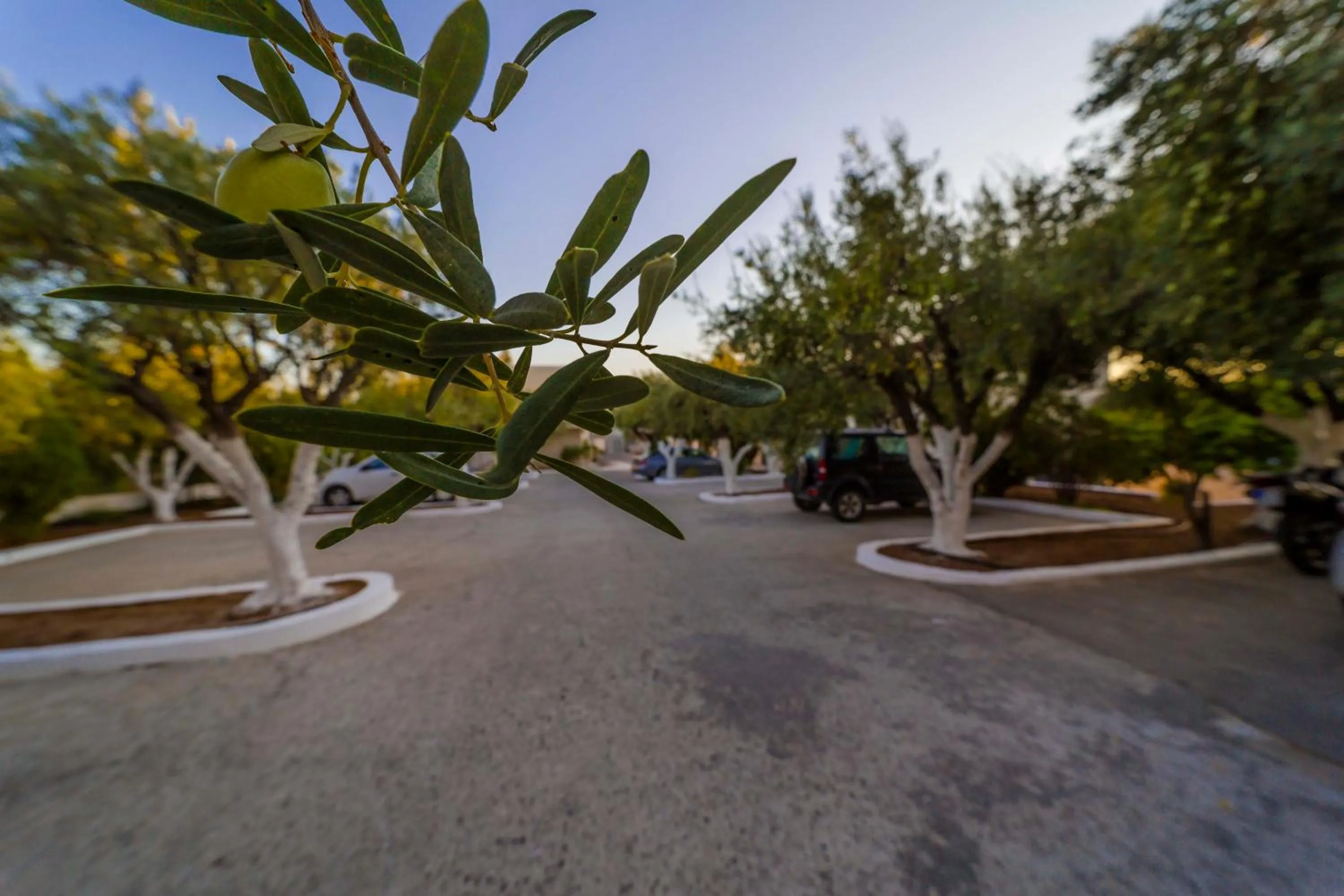 Natural landscape in Amaryllis front beach hotel