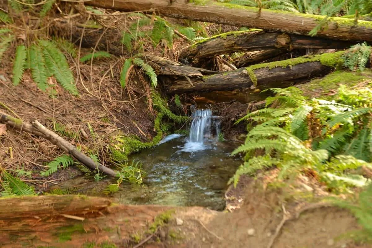 Dragonfly Cottage by EMR Vacation Rentals