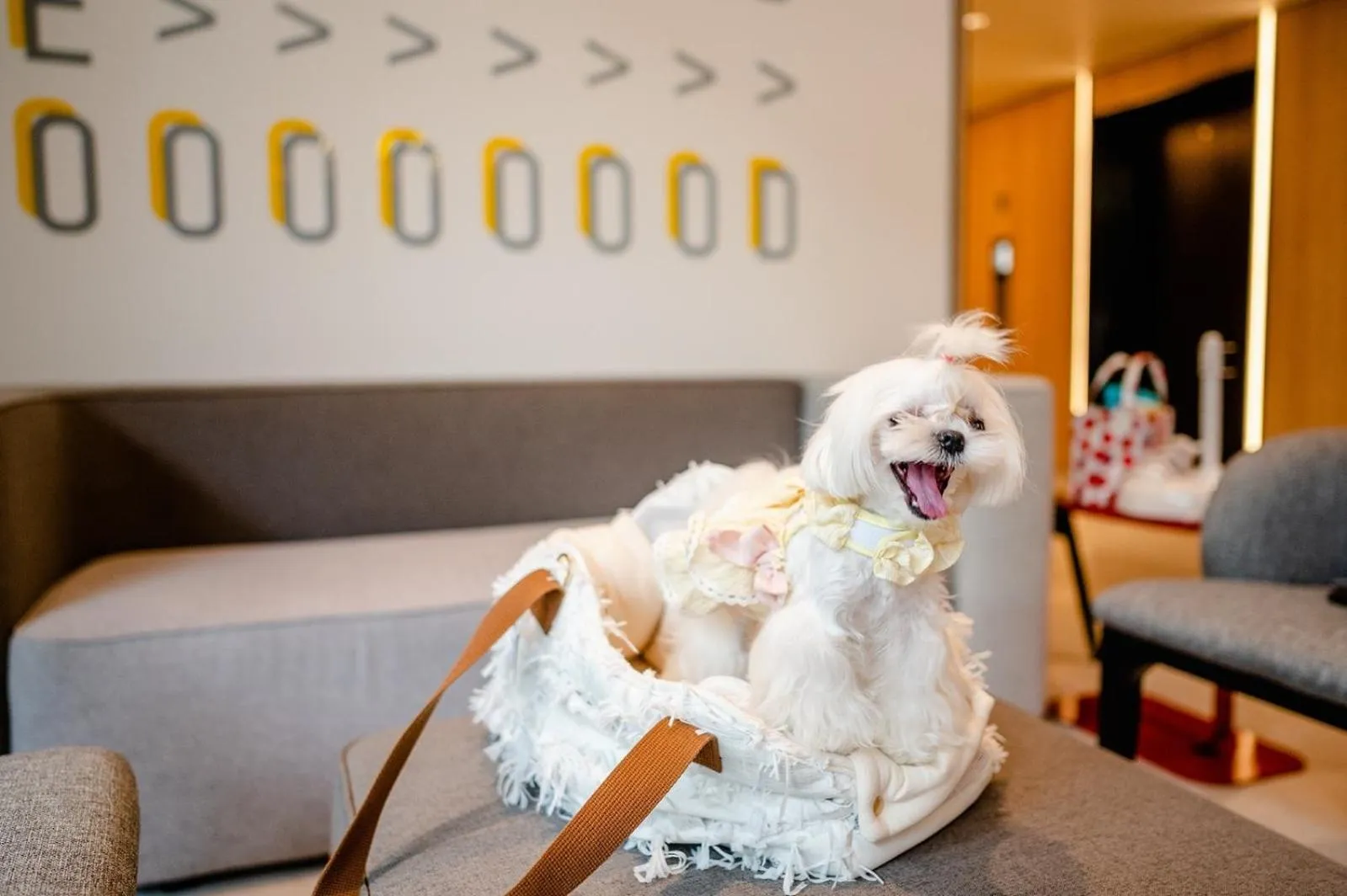 Pets in Oakwood Studios Sukhumvit Bangkok