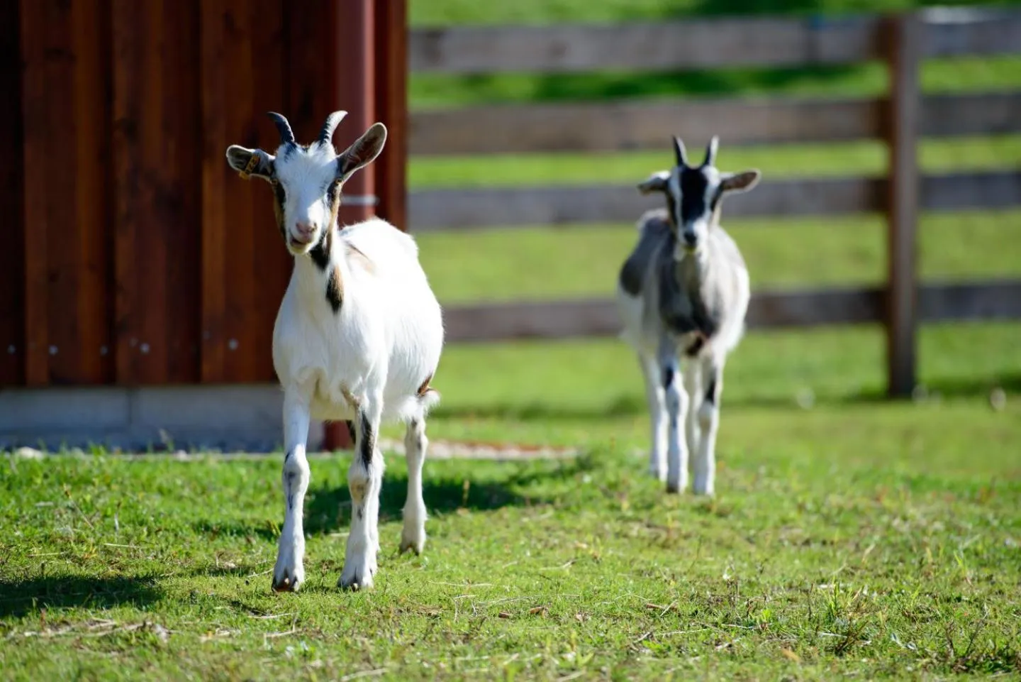 Animals in JUFA Hotel Neutal