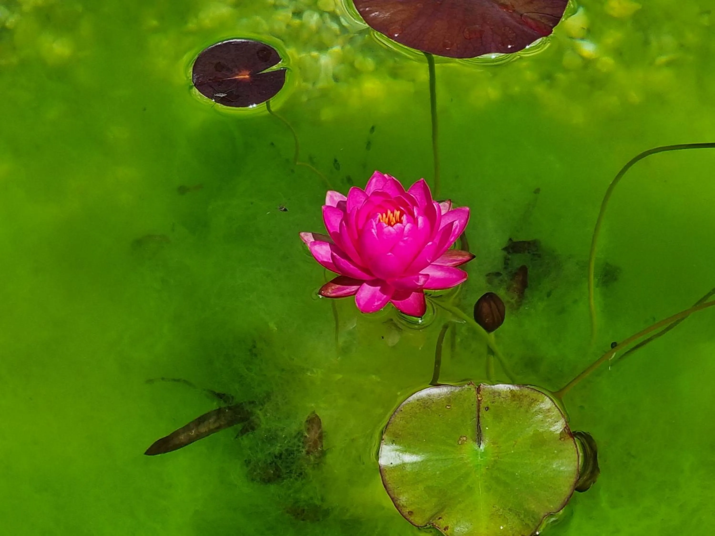 Garden in Shamarè Resort & Wellness Spa