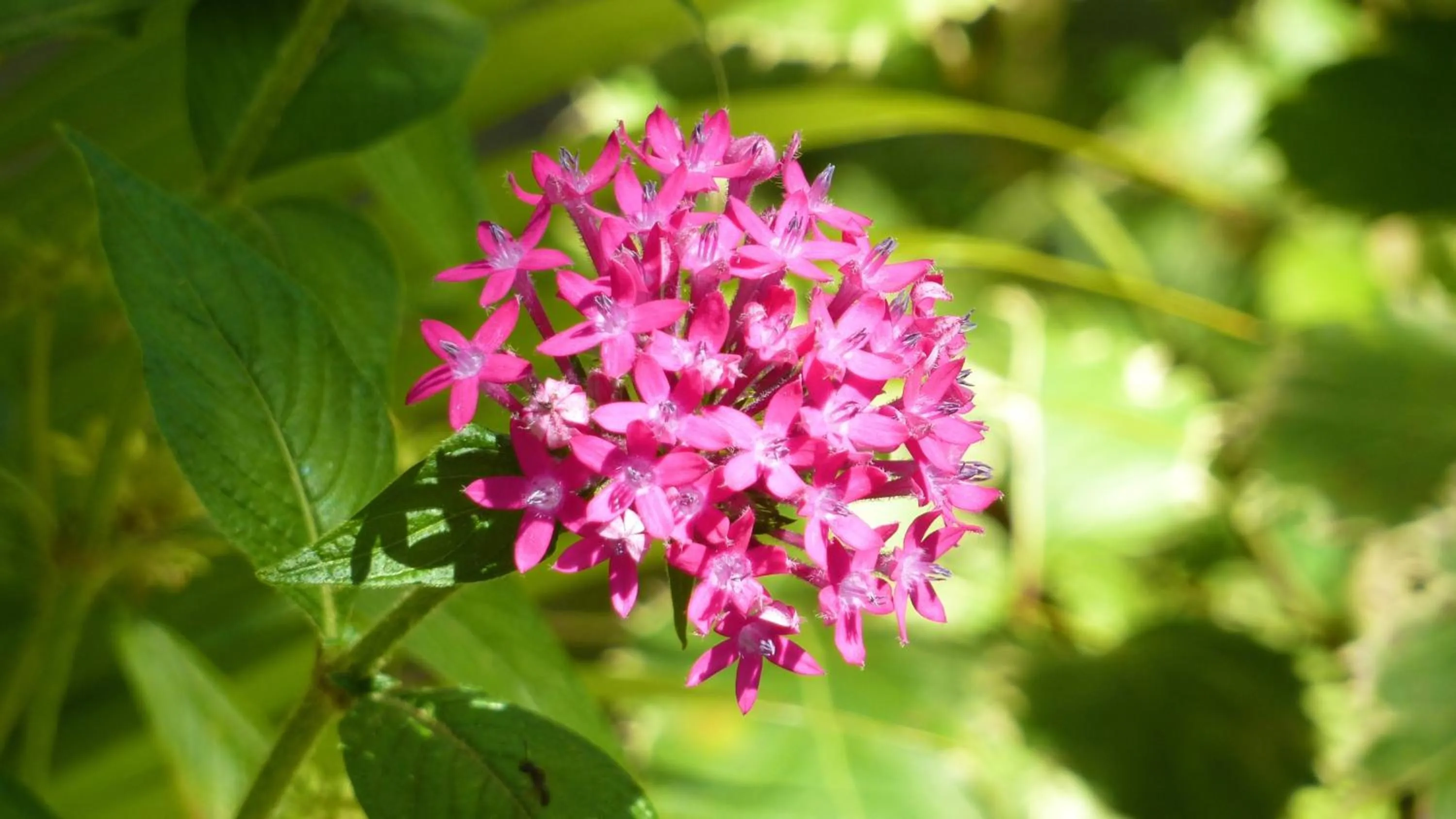 Garden in Sapphire Bay Fiji