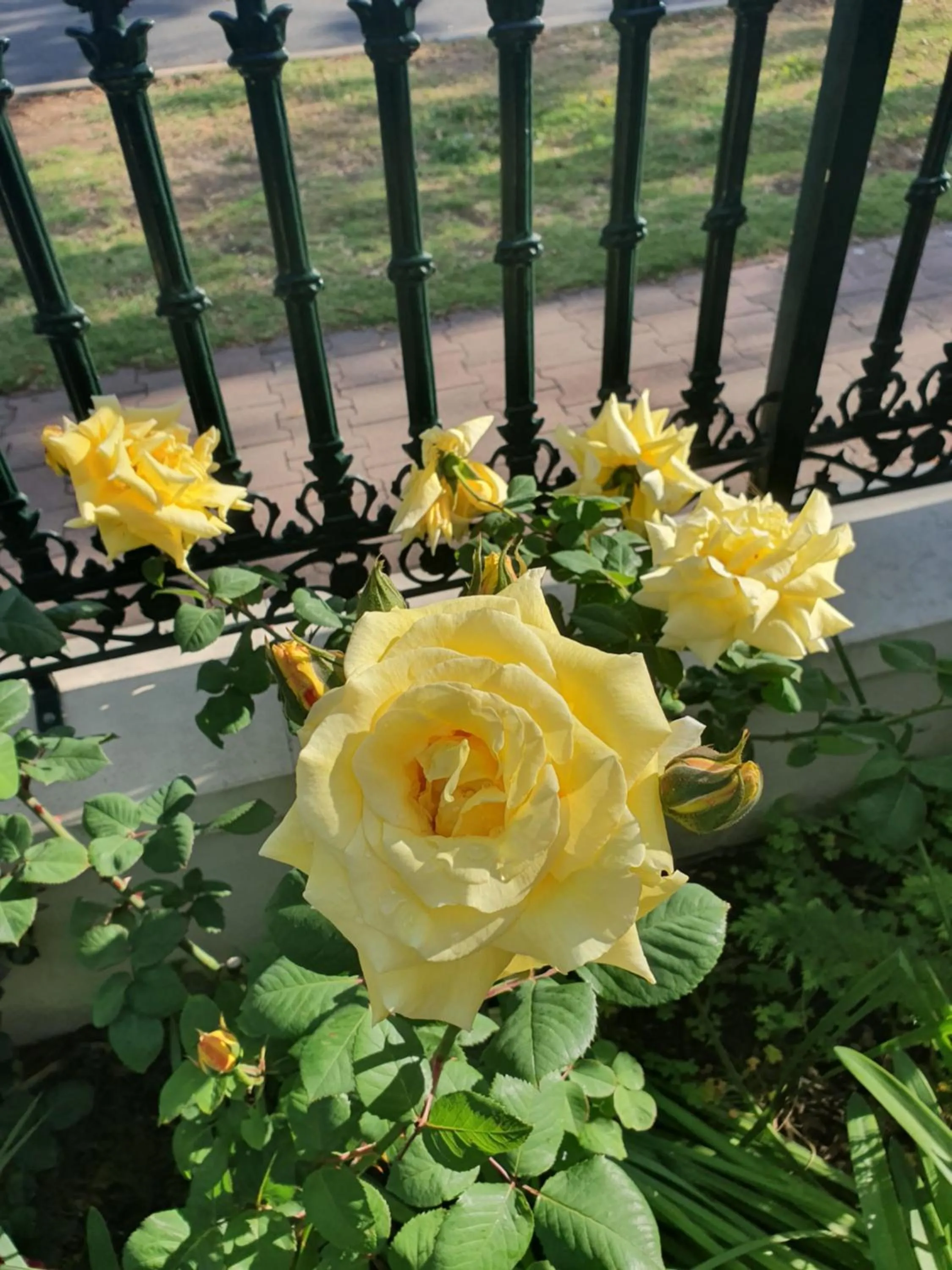 Garden view in Water Bay Villa Bed & Breakfast