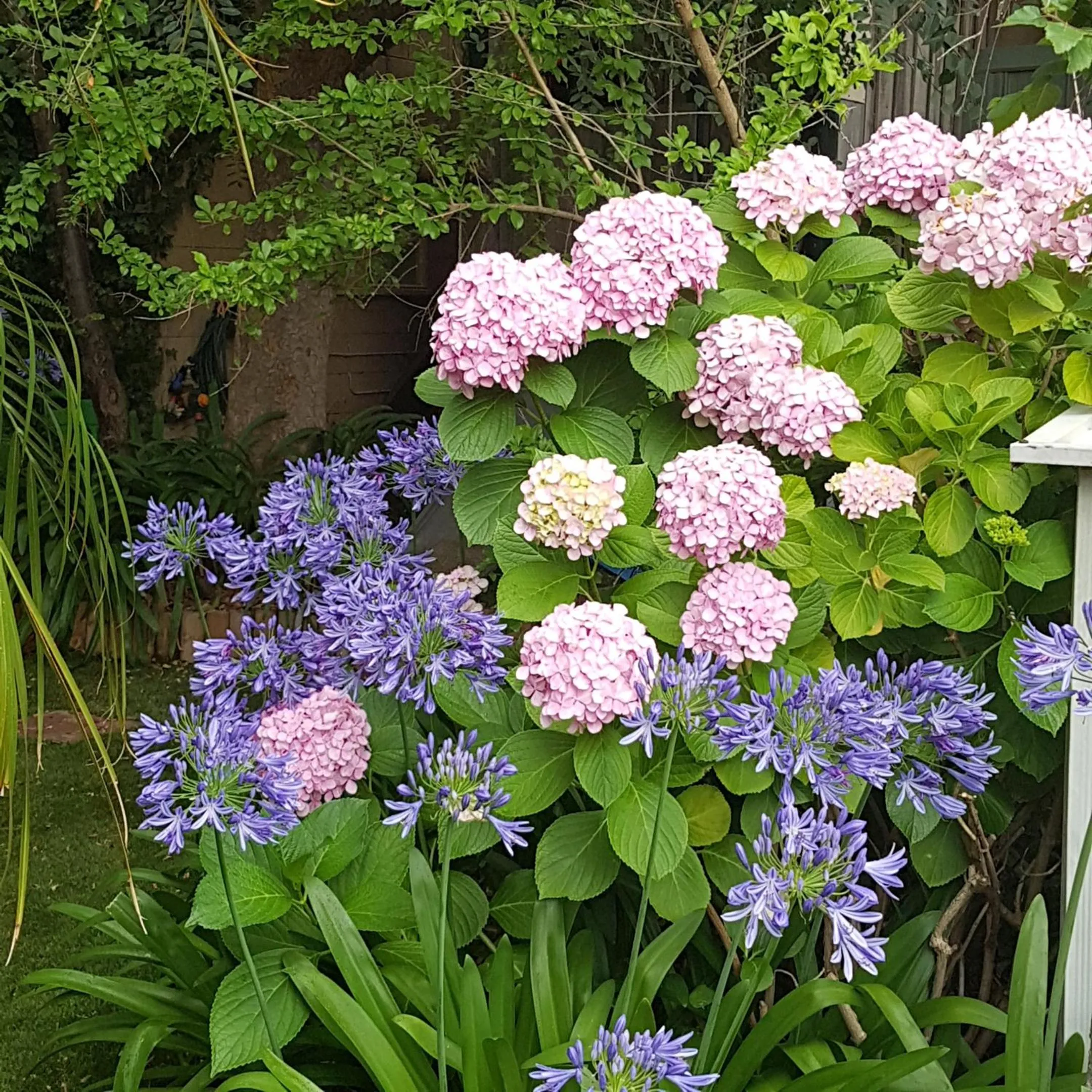 Garden in Water Bay Villa Bed & Breakfast