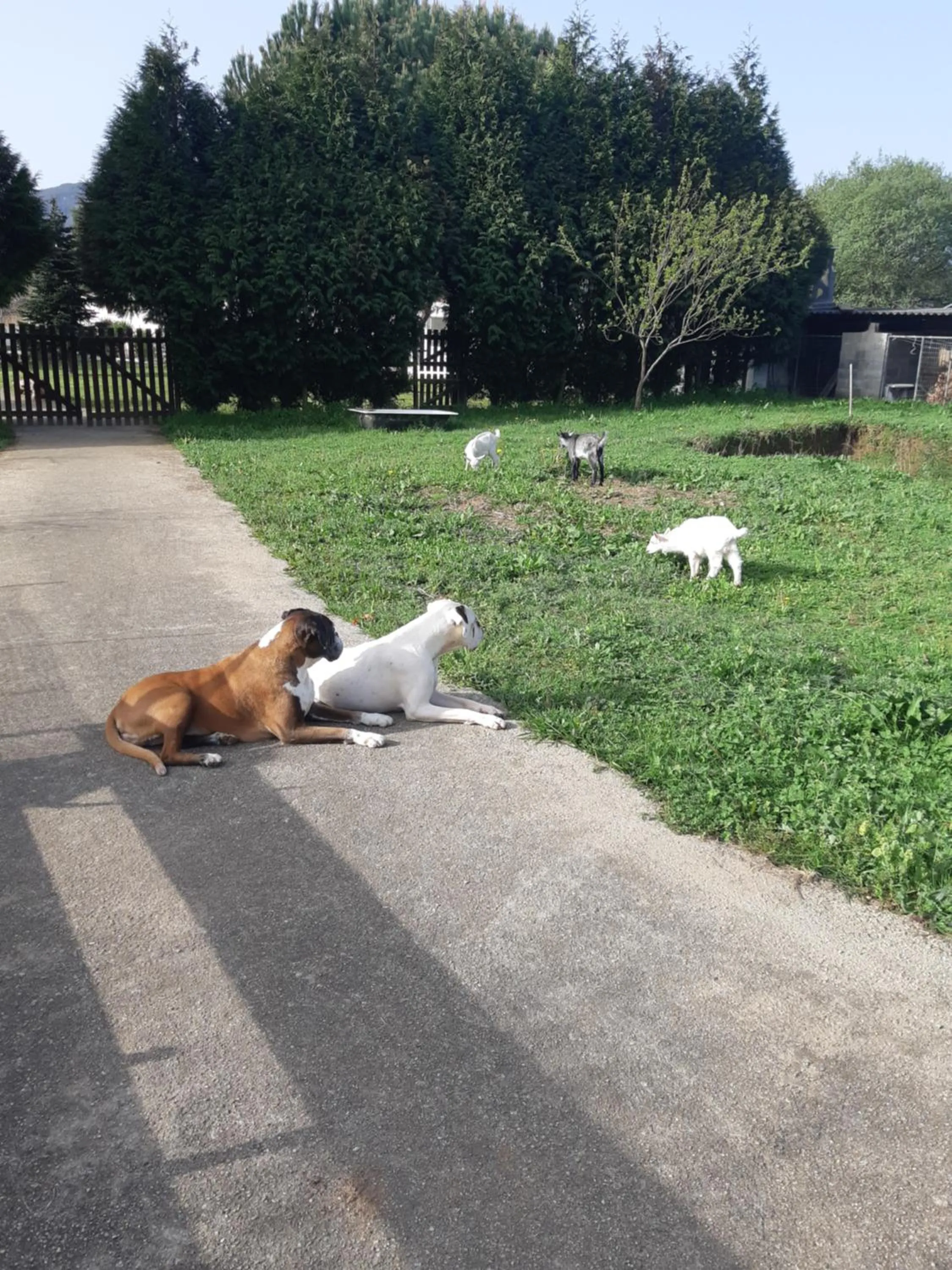 Animals in Casa do Coura Apartamento