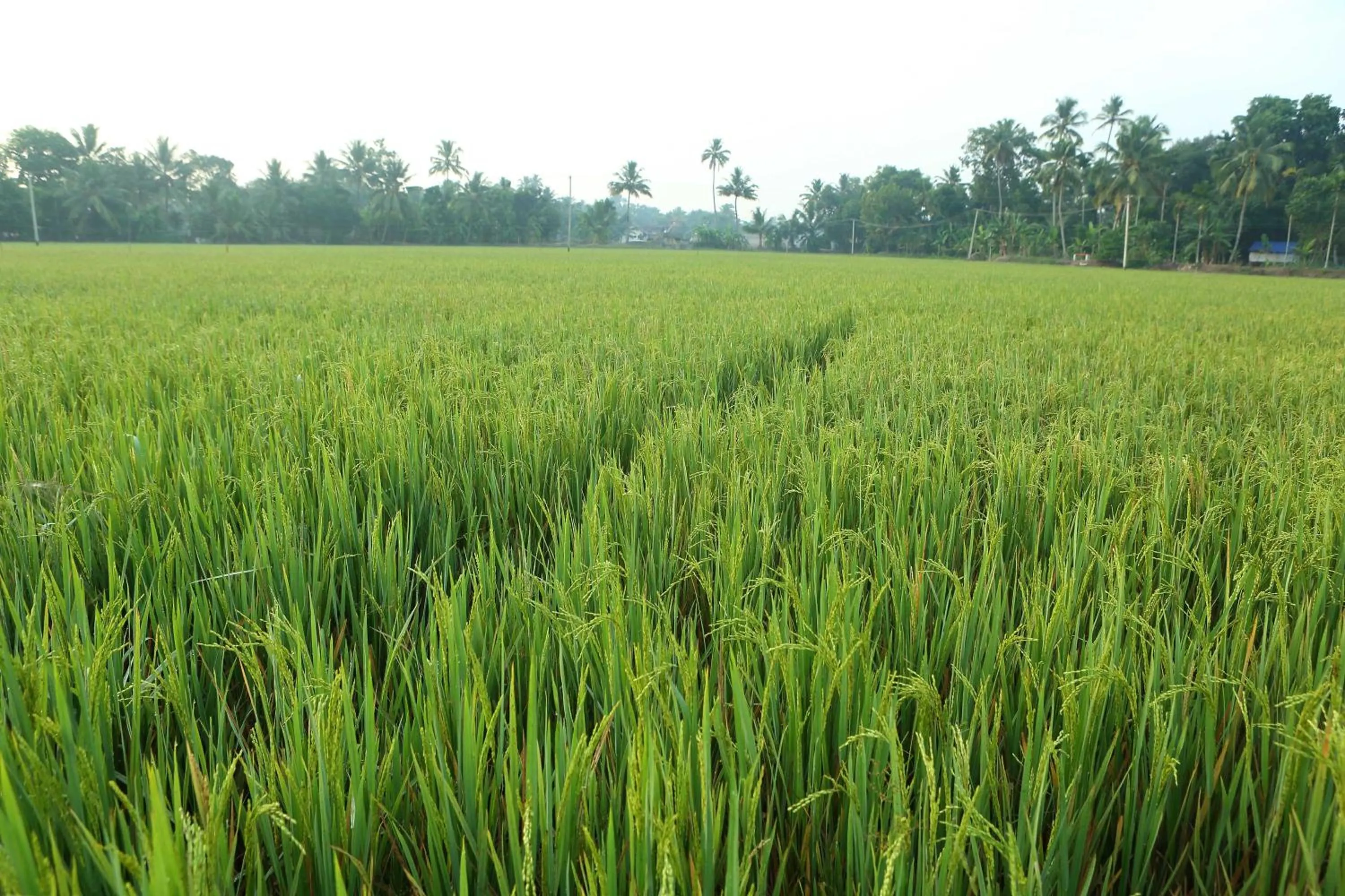 Garden view in Kurialacherry House Alleppey