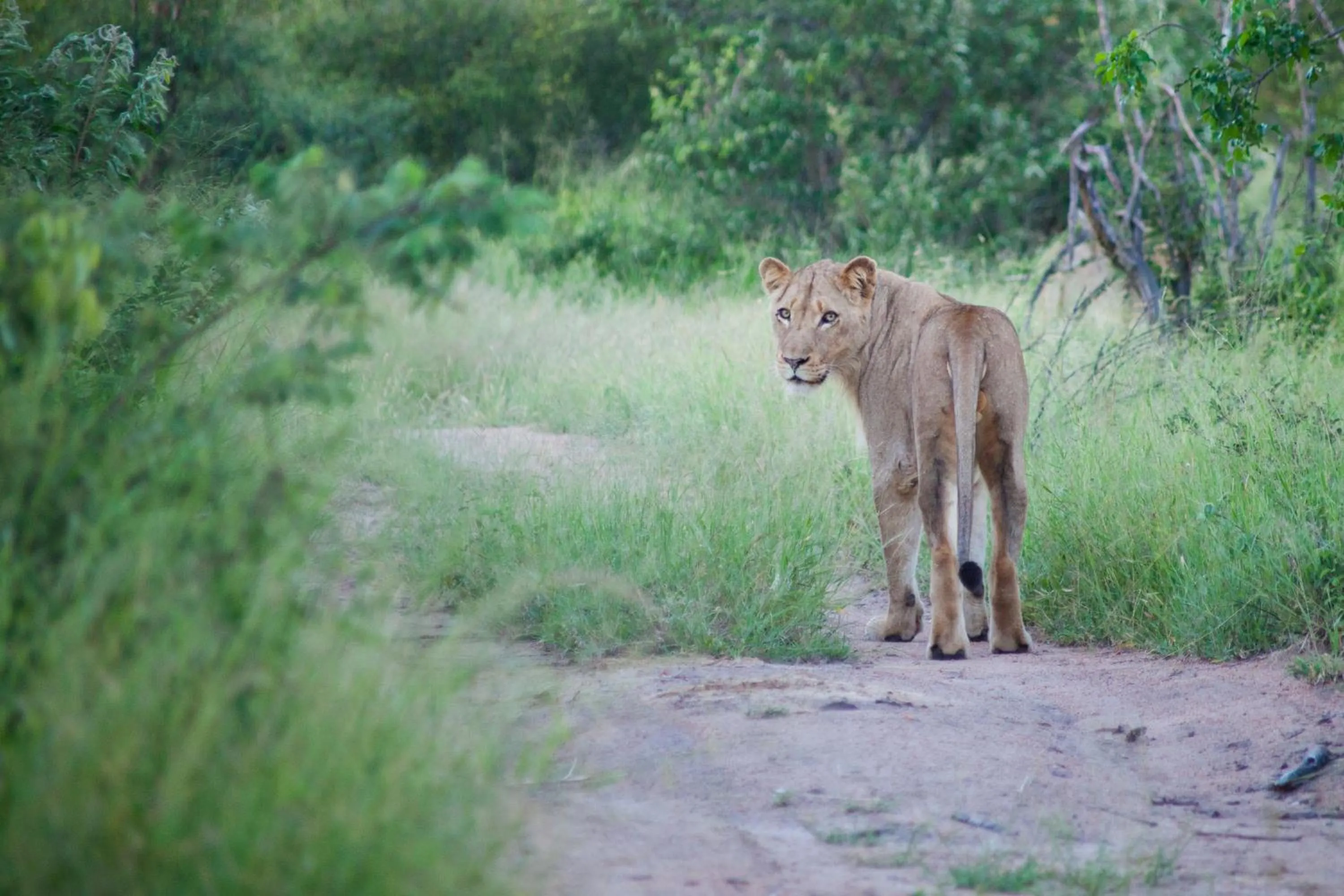 Animals in Baobab Ridge