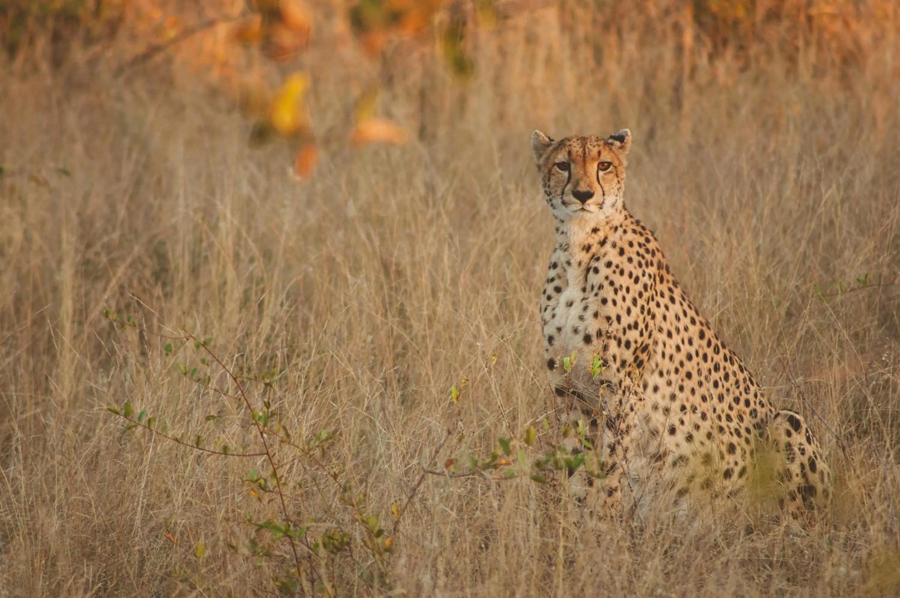 Activities in Baobab Ridge