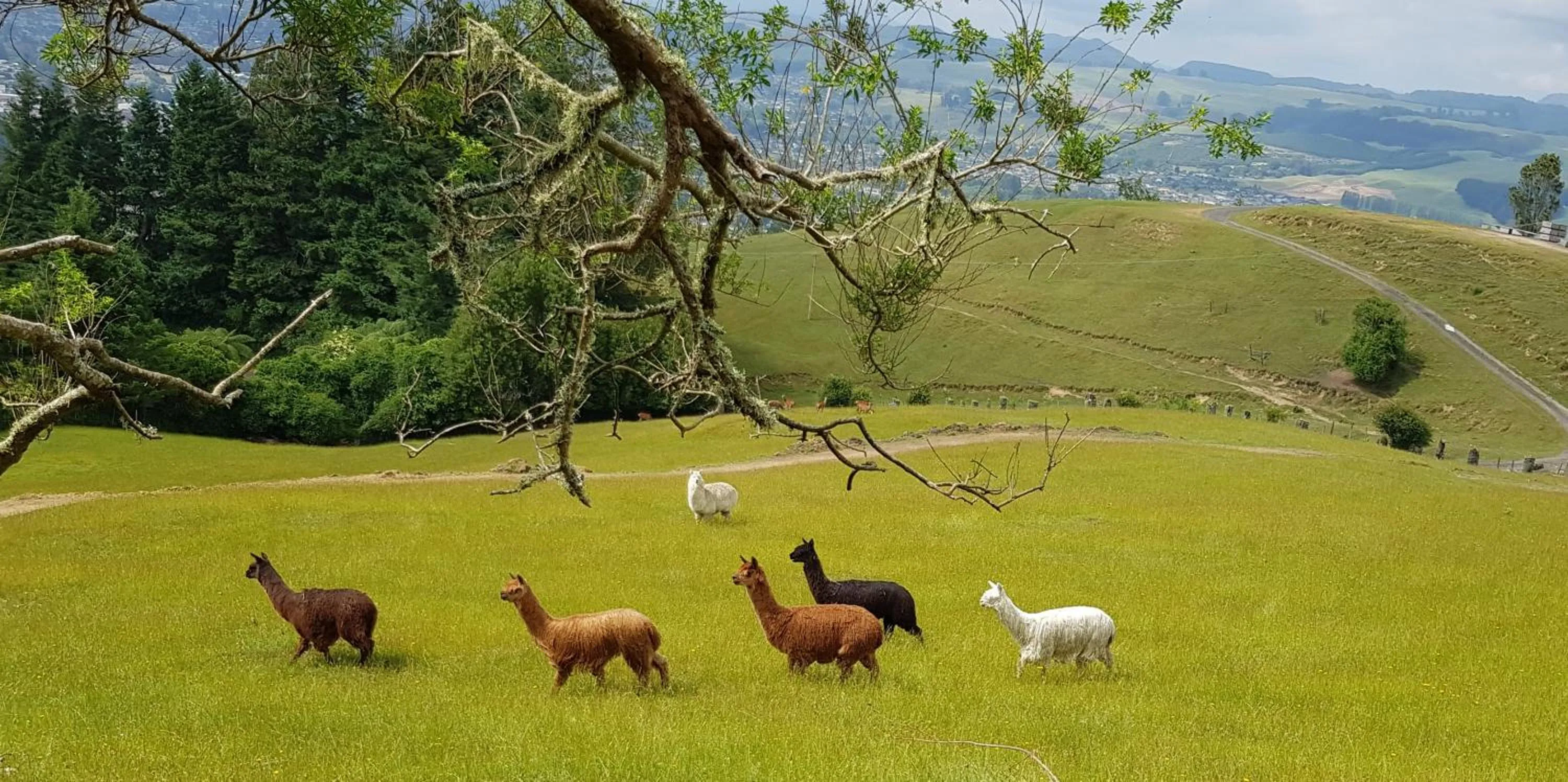 Pets in Aorangi Mountain Lodge
