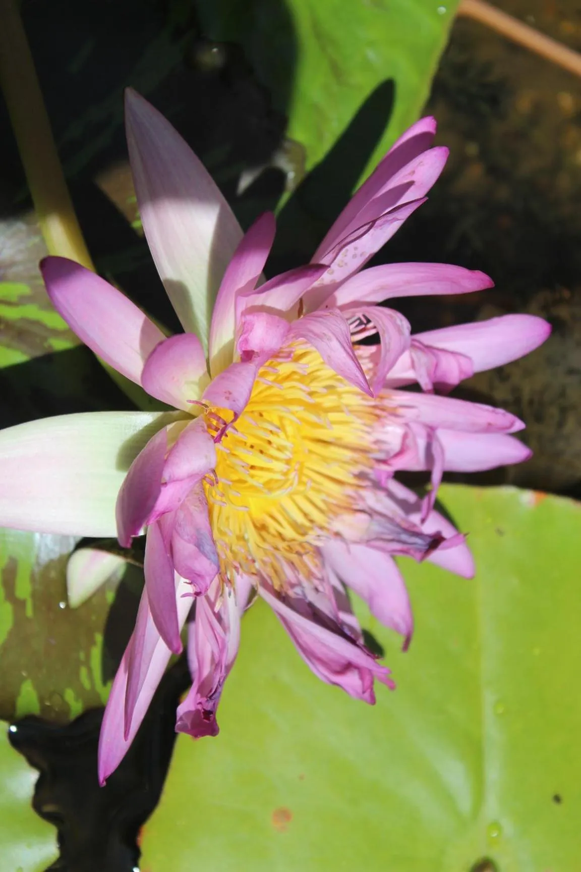 Other in Amaroo On Mandalay, Magnetic Island