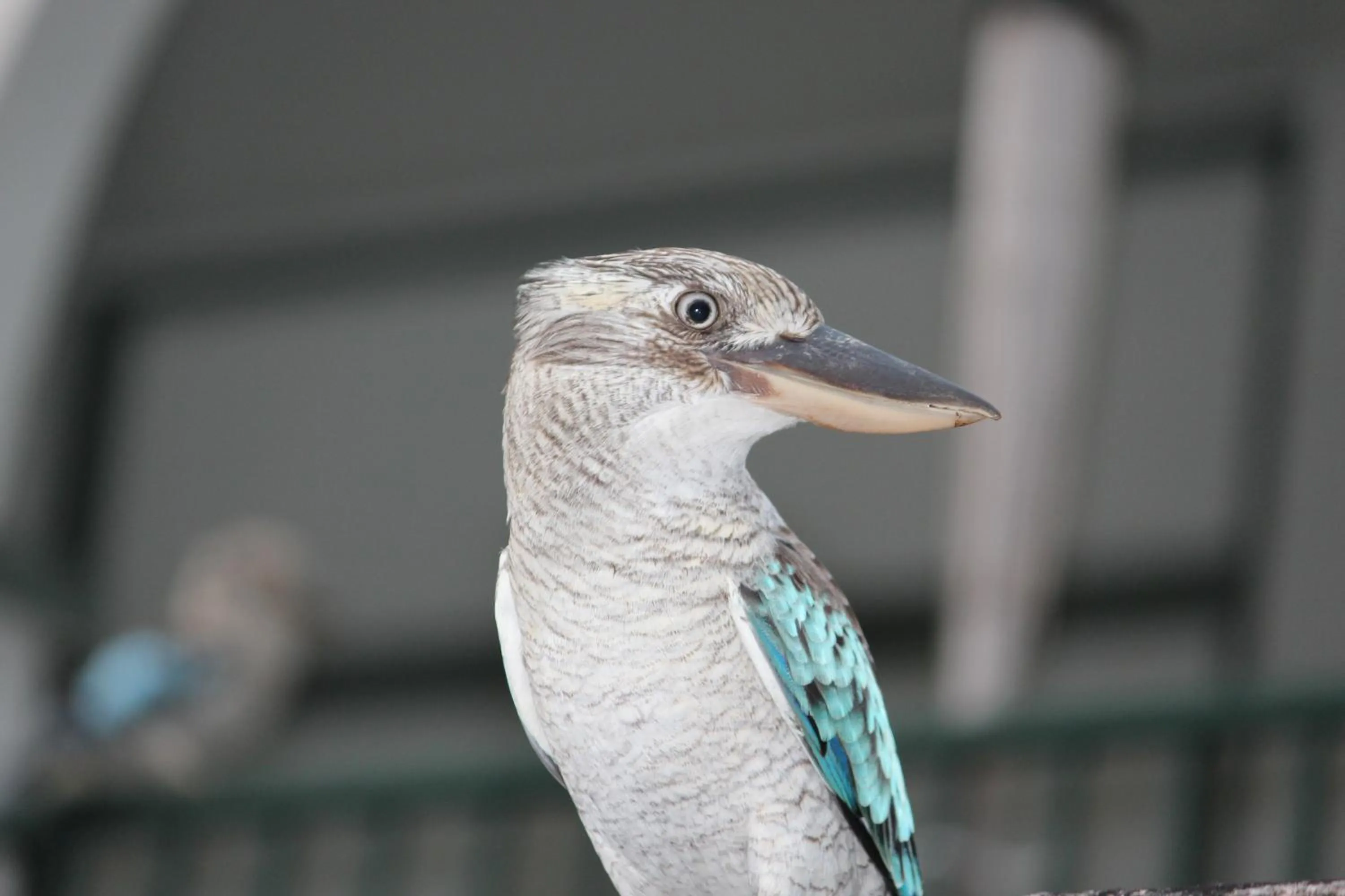 Animals in Amaroo On Mandalay, Magnetic Island